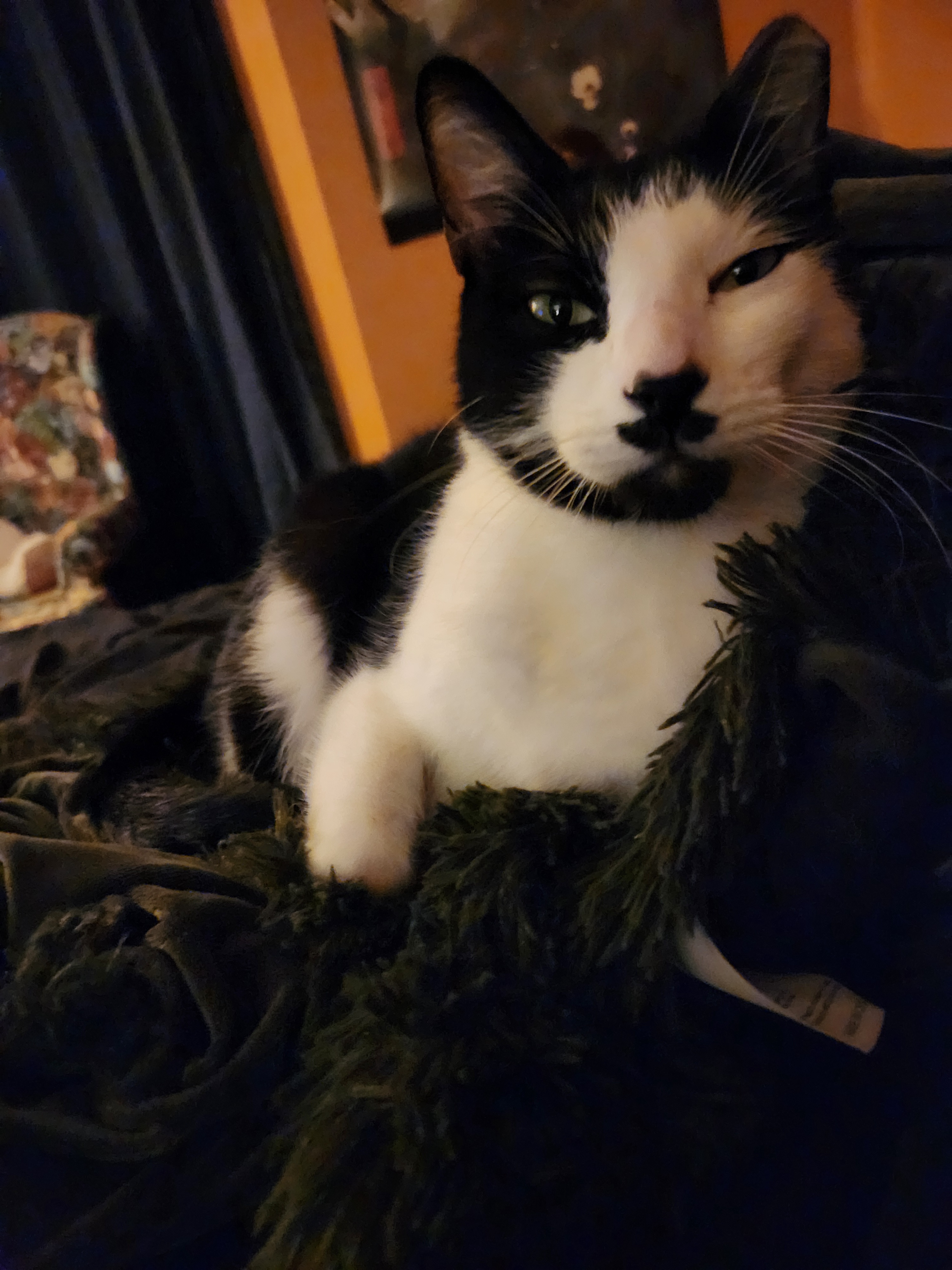 The Outrage of My Dog Charlie: Offended by My Bed Sitting
