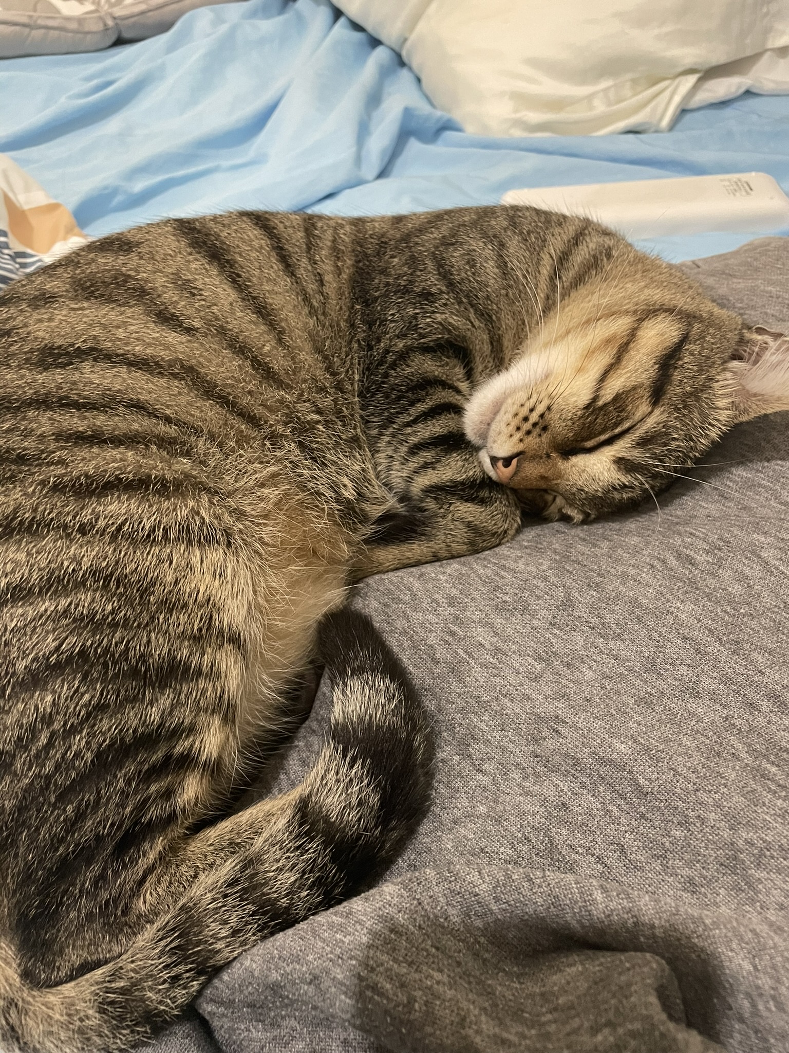 The Ultimate Relaxation: A Cat in Dreamland