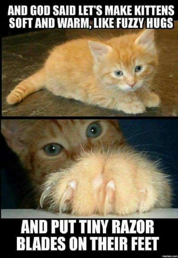 Celebrate Caturday with Feline Fun!