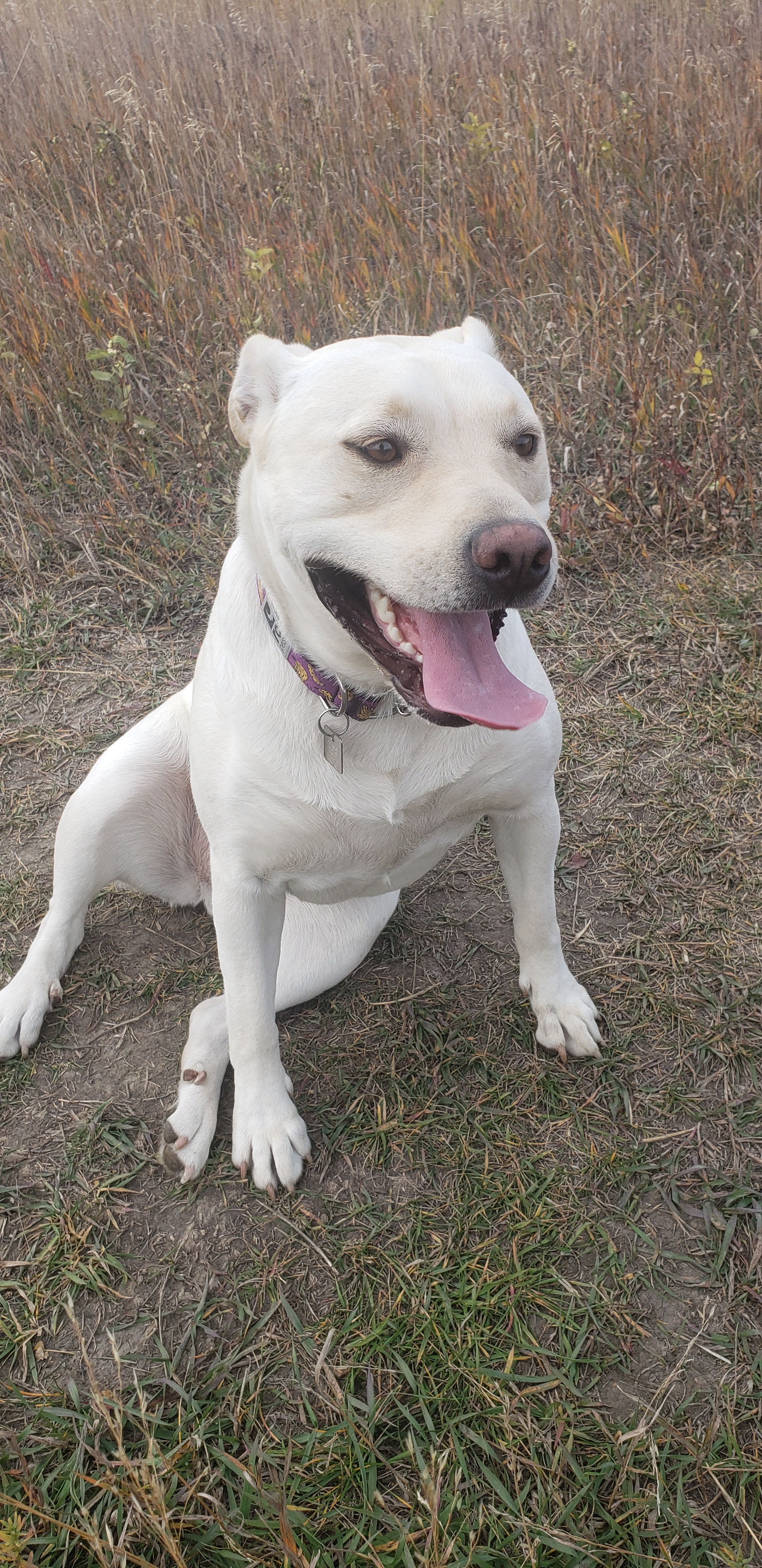 Introducing Juno: Meet Our Newest Friend!