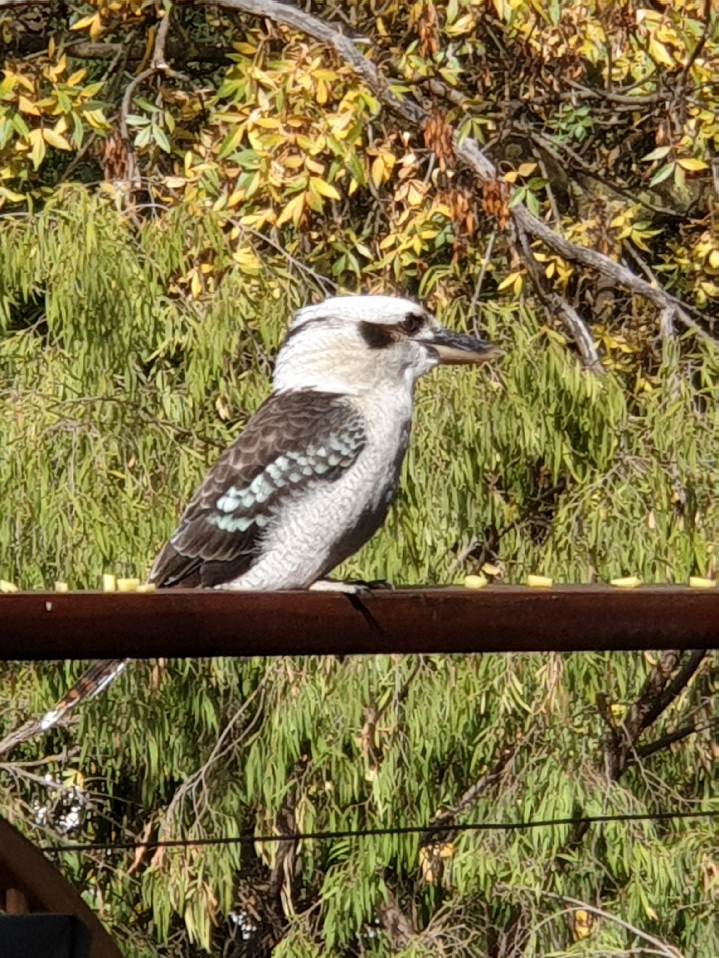 Exploring Local Wildlife in South Australia
