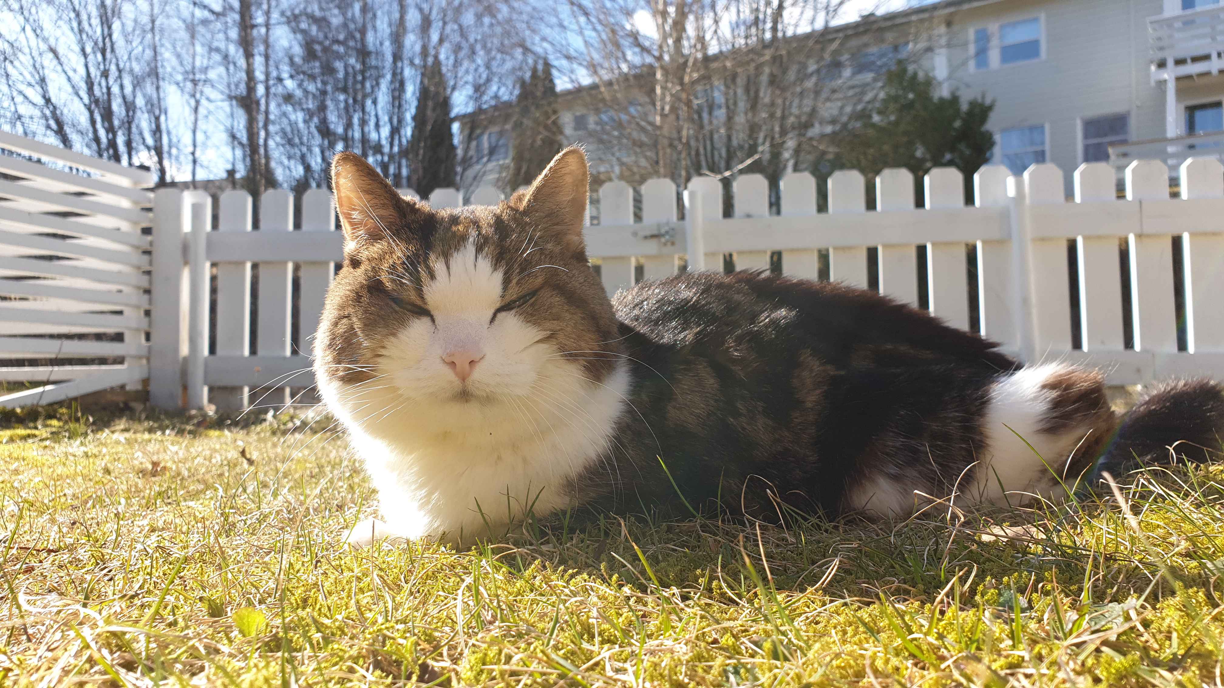 Celebrating My Cat Shira's 21st Birthday!
