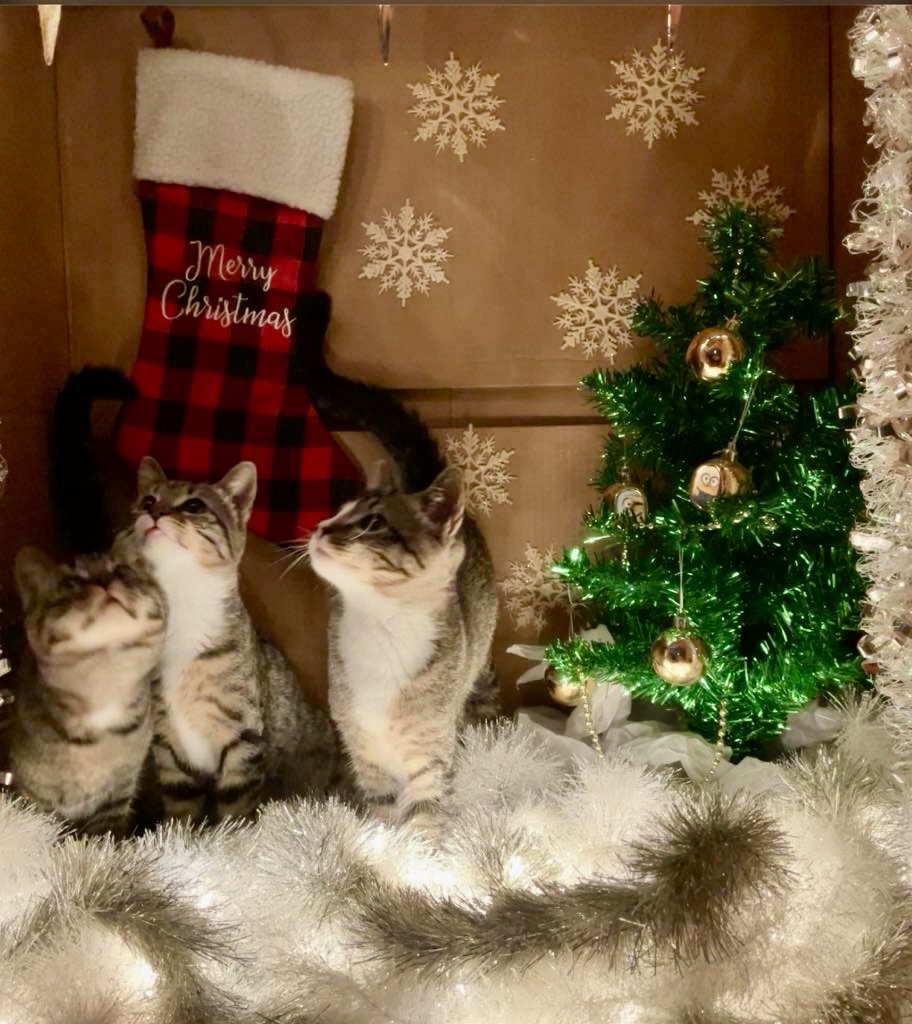 Adorable Kittens Celebrating Christmas