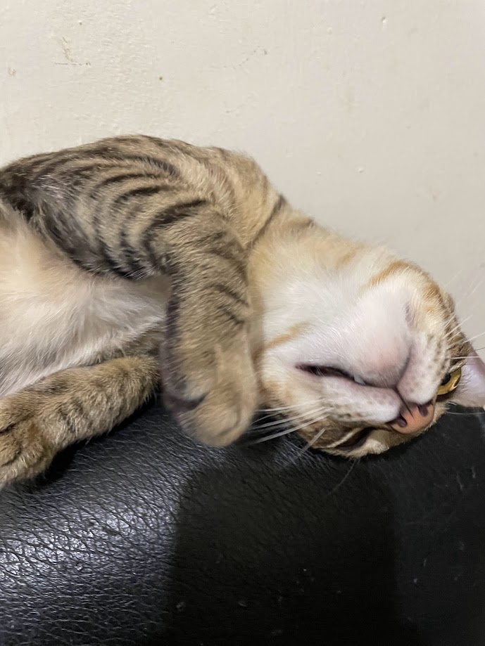 Just a Cat Being Its Adorable Self