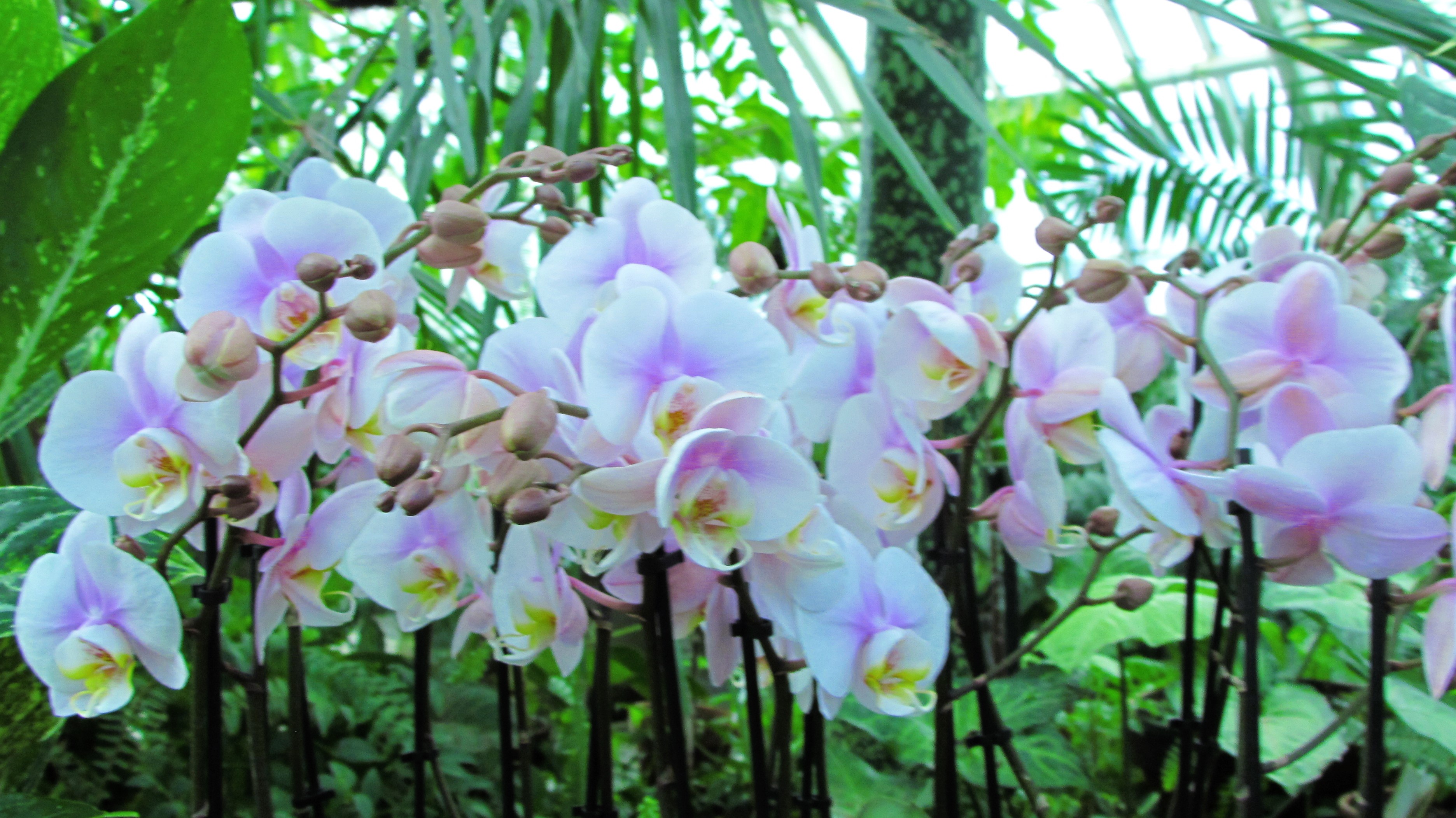 Enjoying a Day at the Conservatory of Flowers