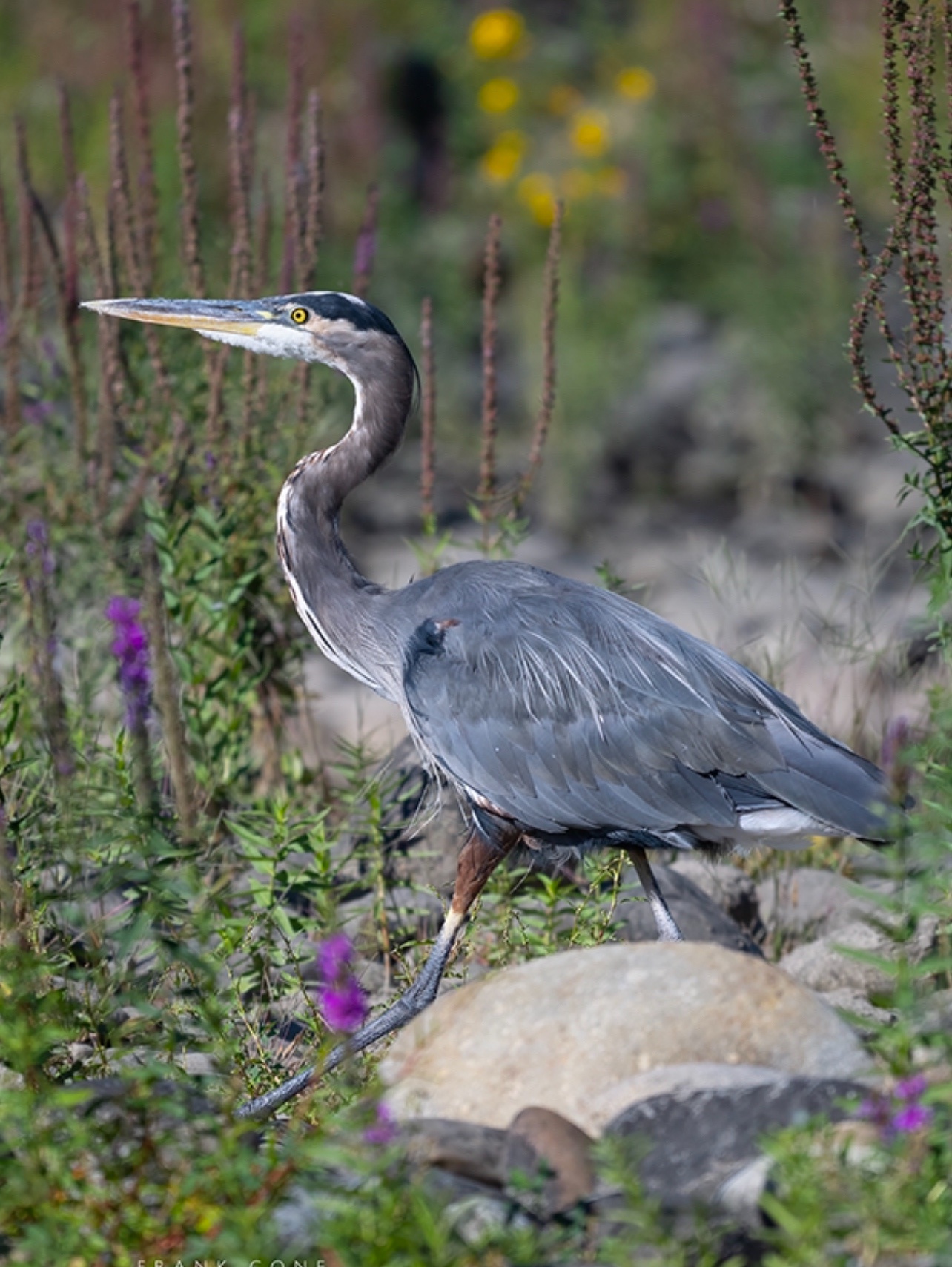 A Heron Strolling Right Here!