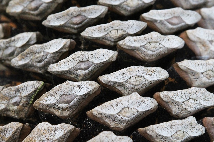 A Close-Up Look at a Pinecone