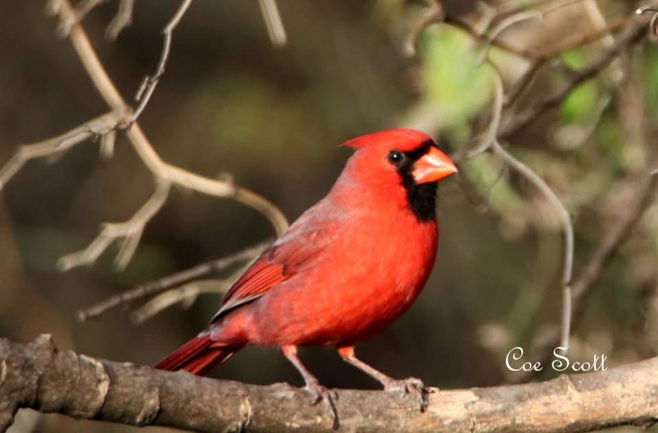 A striking cardinal in the spotlight.