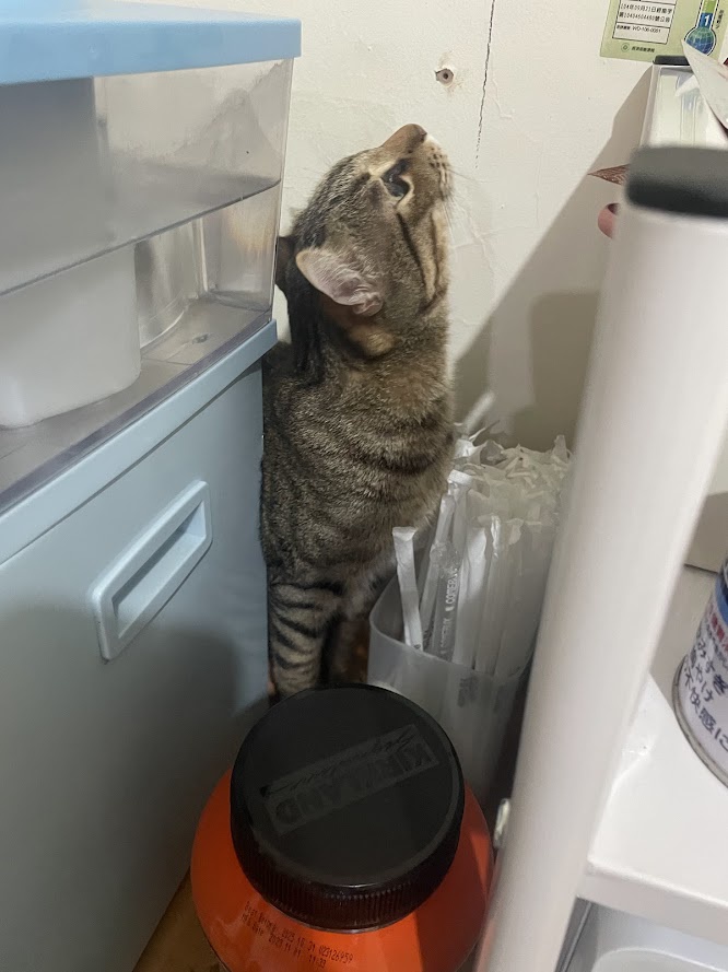Just a cute cat being itself