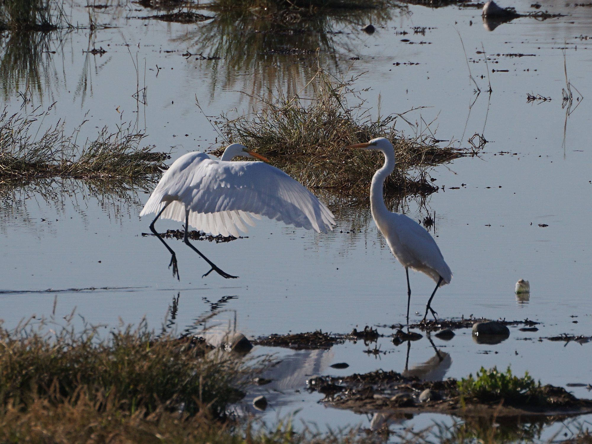 Egrets Grace the Glendale Recharge Ponds