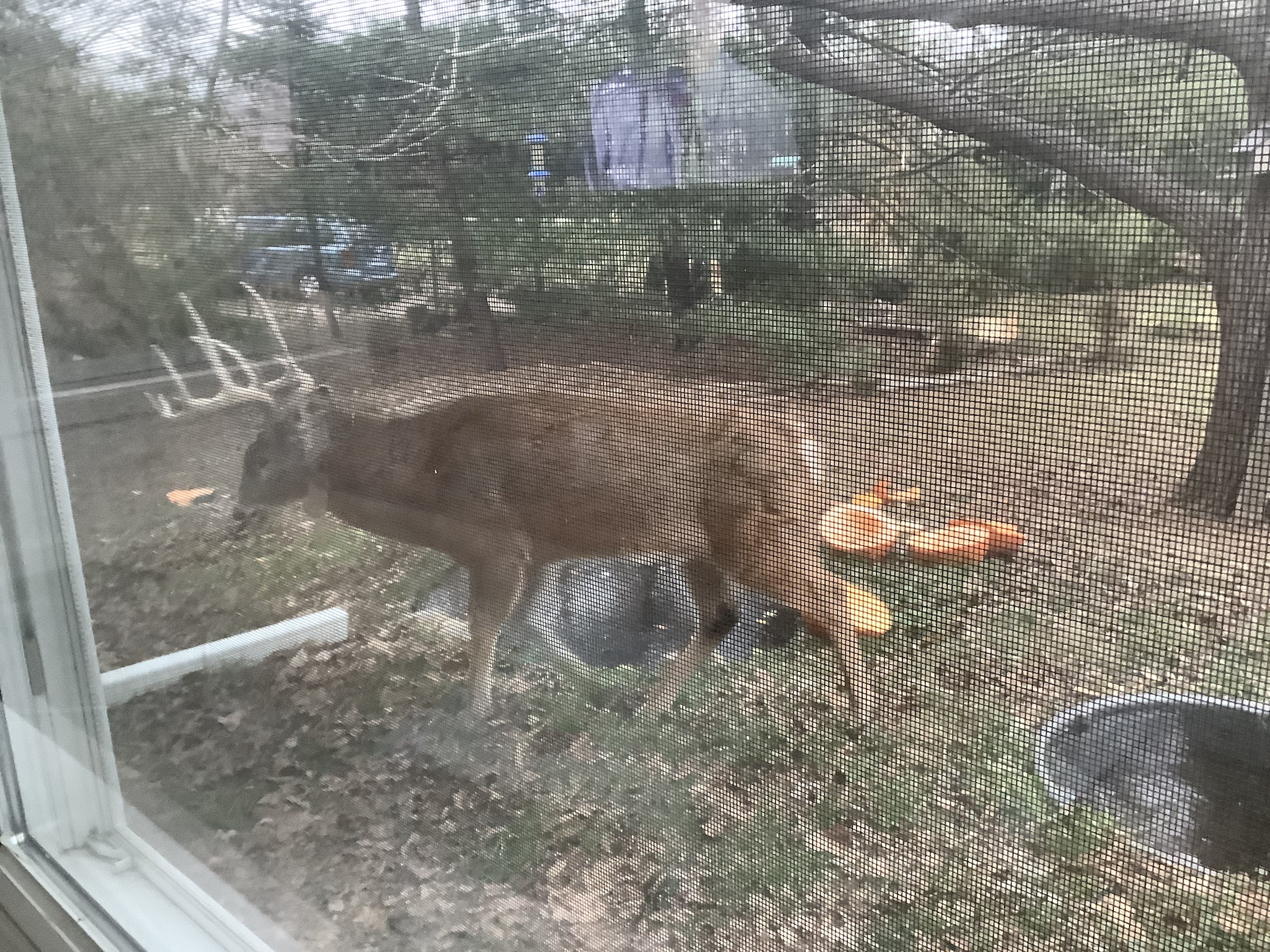The Enigmatic Buck: 12-2-24 Returns
