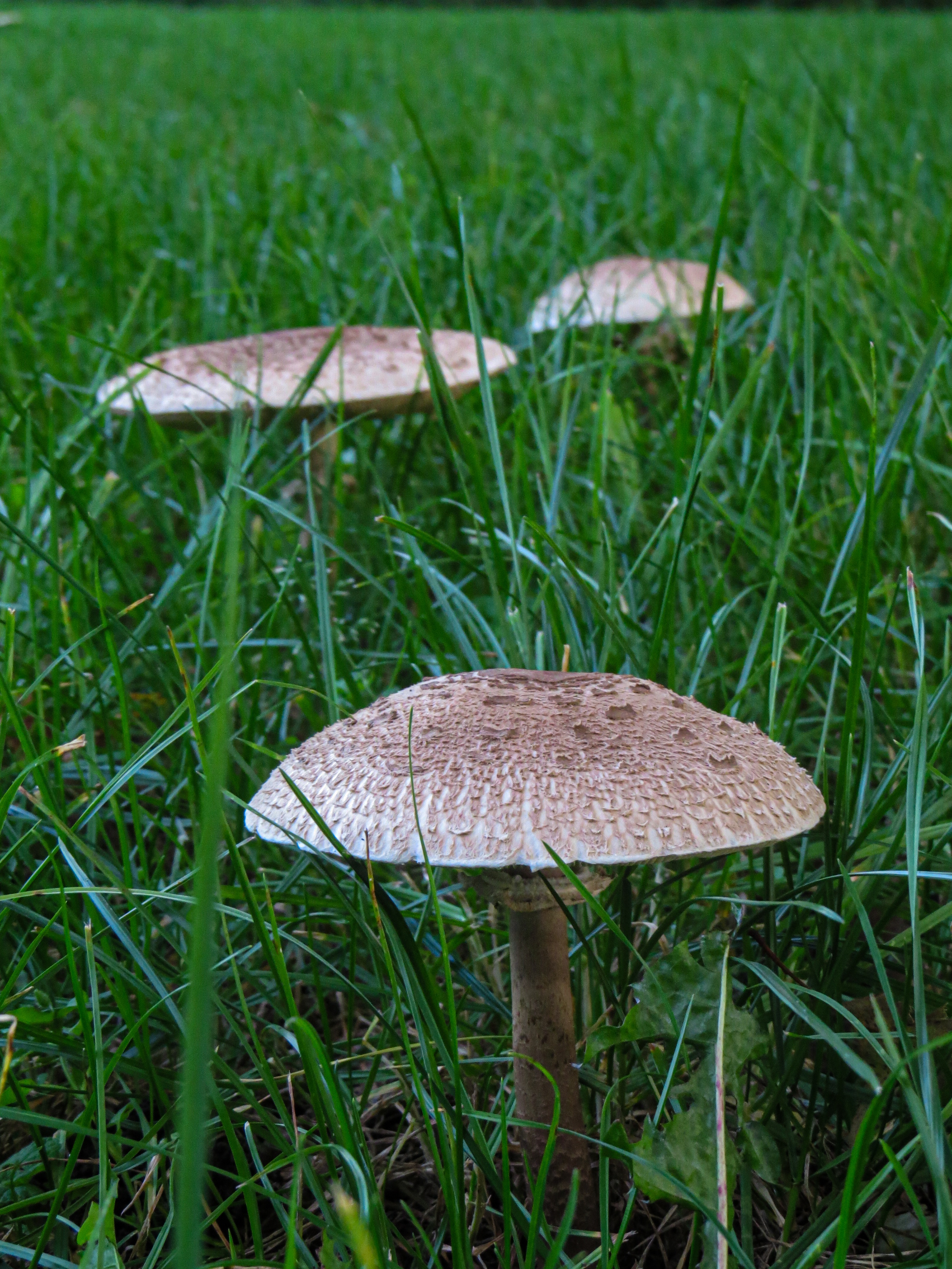 Celebrating the wonders of mushrooms: An appreciation post!