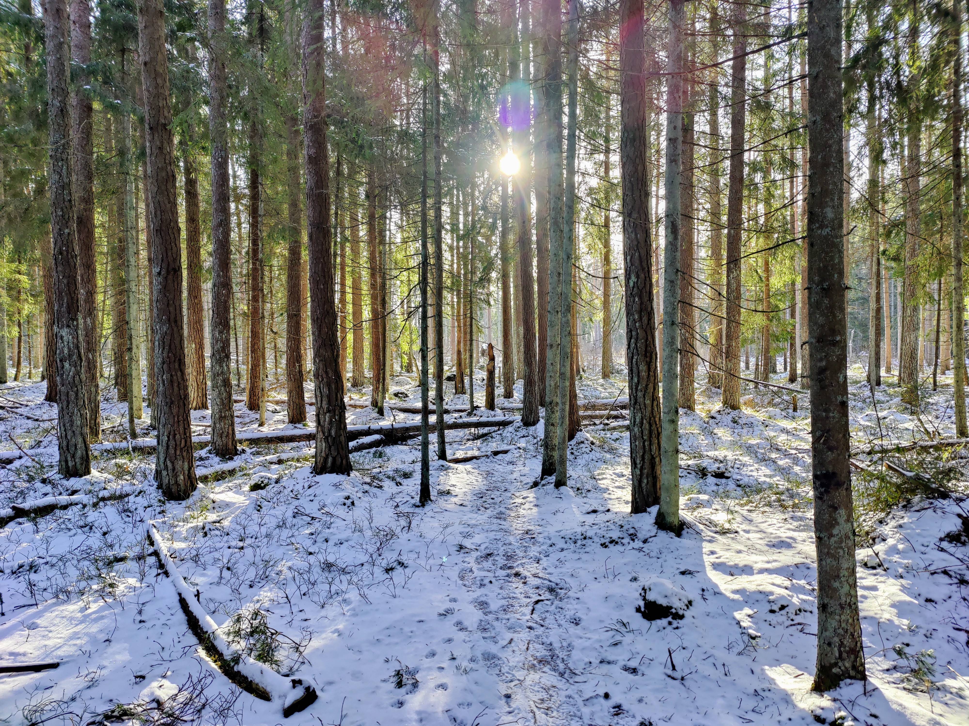 Seeing the Bigger Picture: The Forest Beyond the Trees