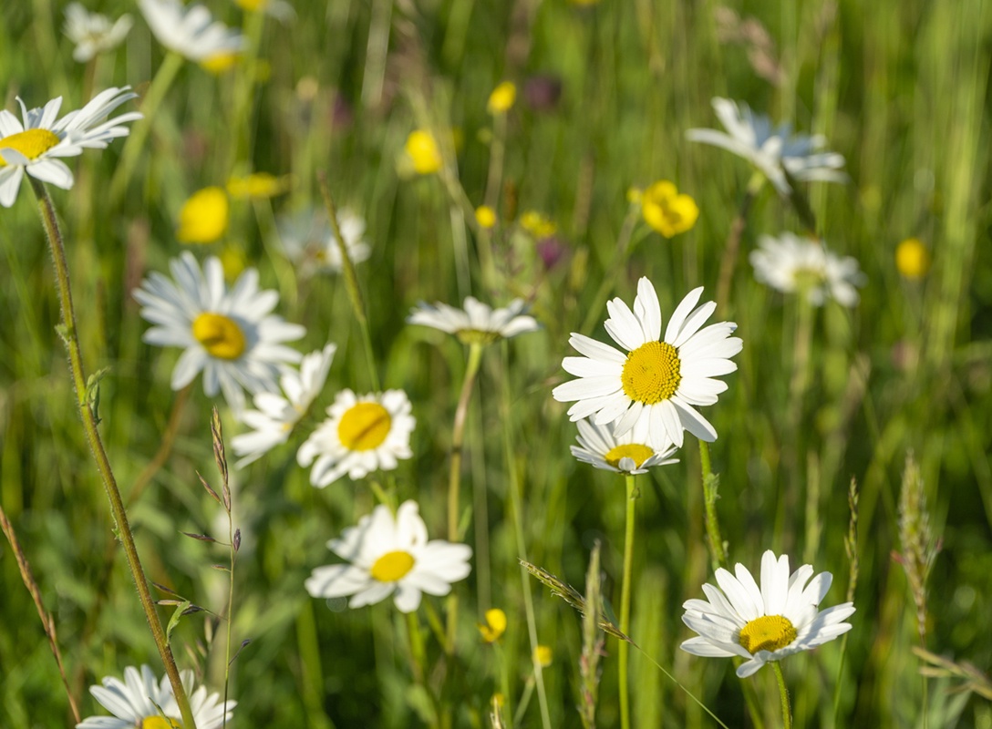 Beautiful Ox-eye Daisies in Bloom