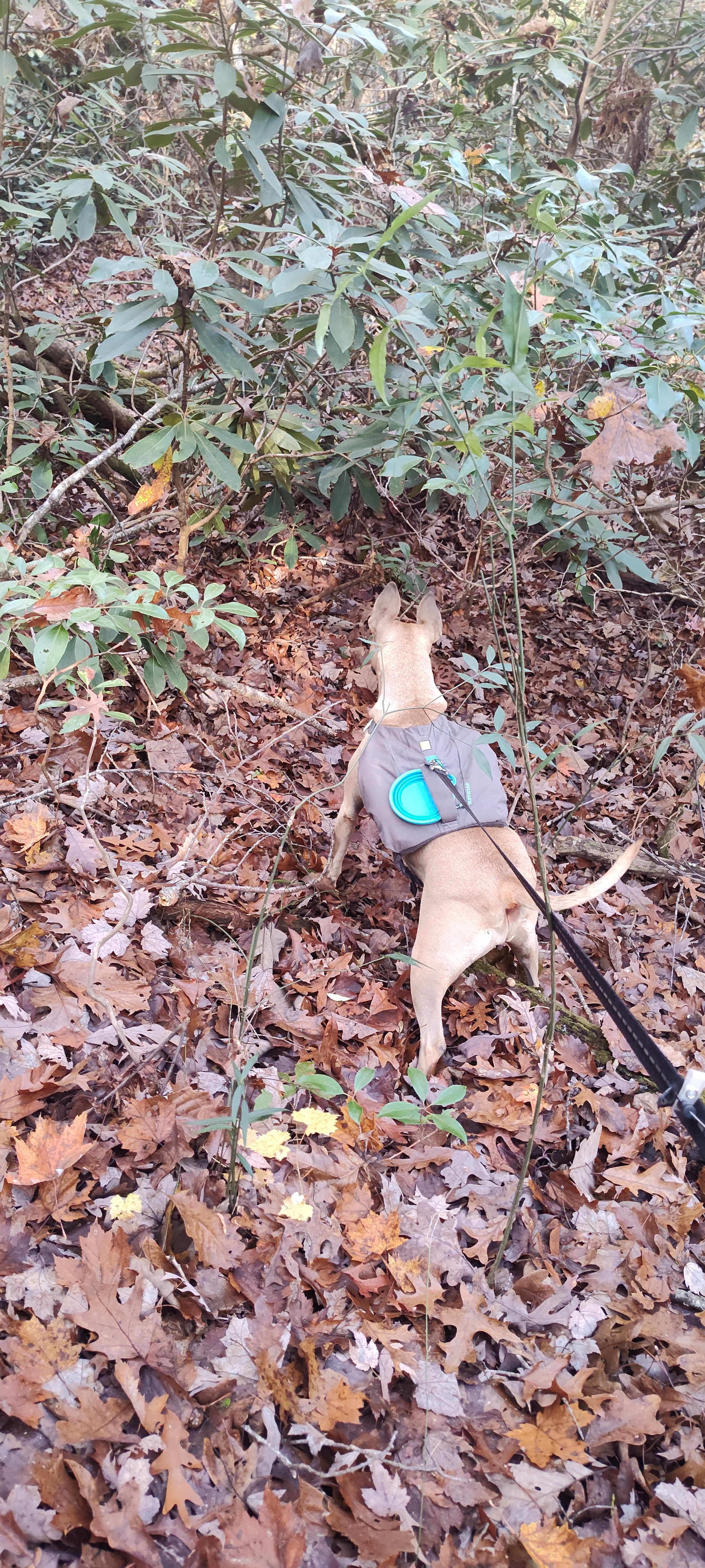 Maggie is fully focused during our hike today!