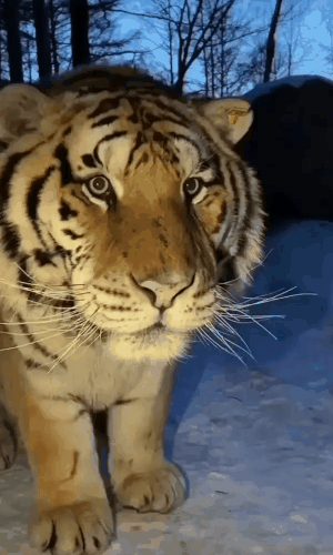 Majestic Winter Tiger in its element