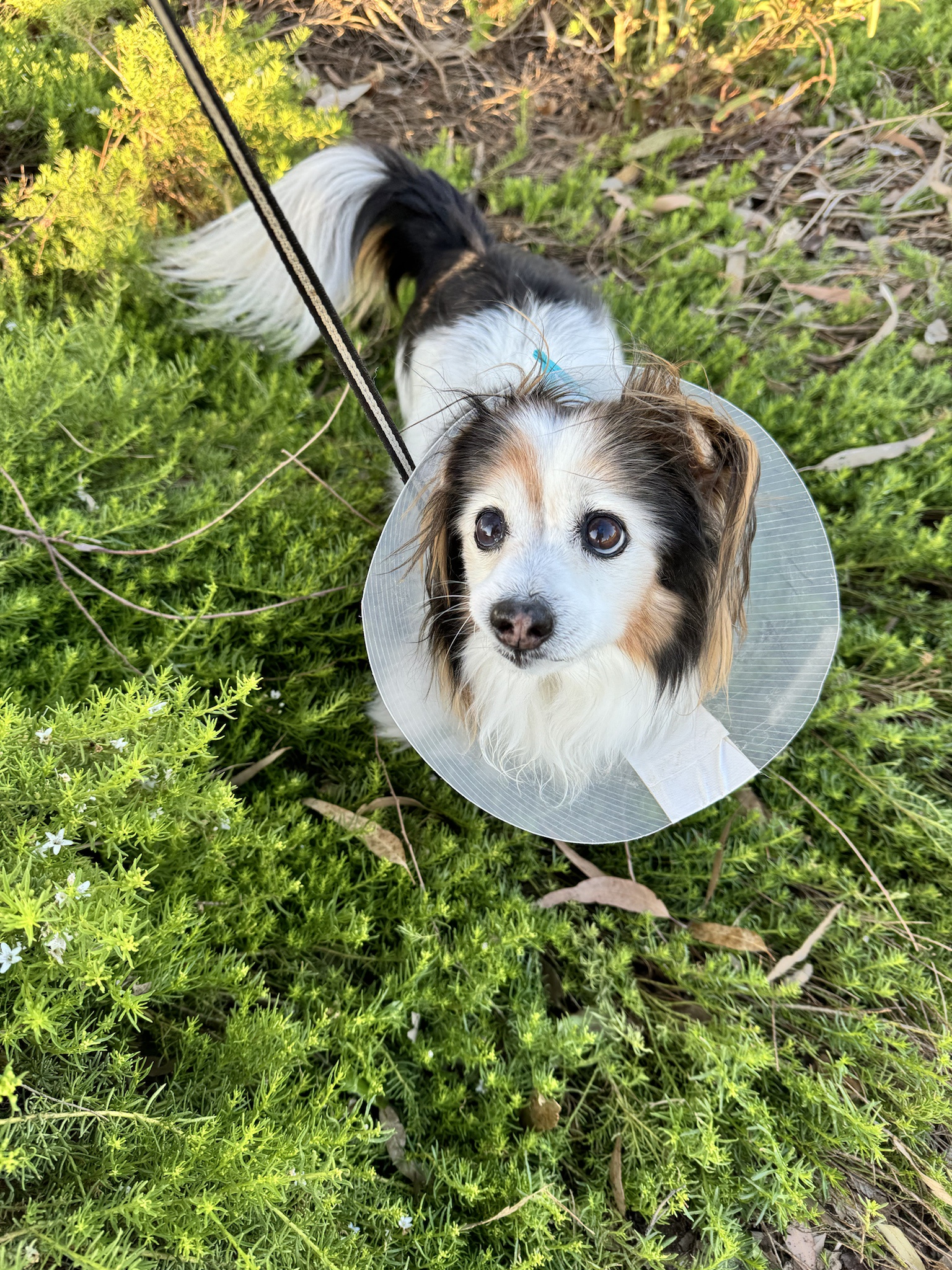 Daily dose of my adorable dog Panko