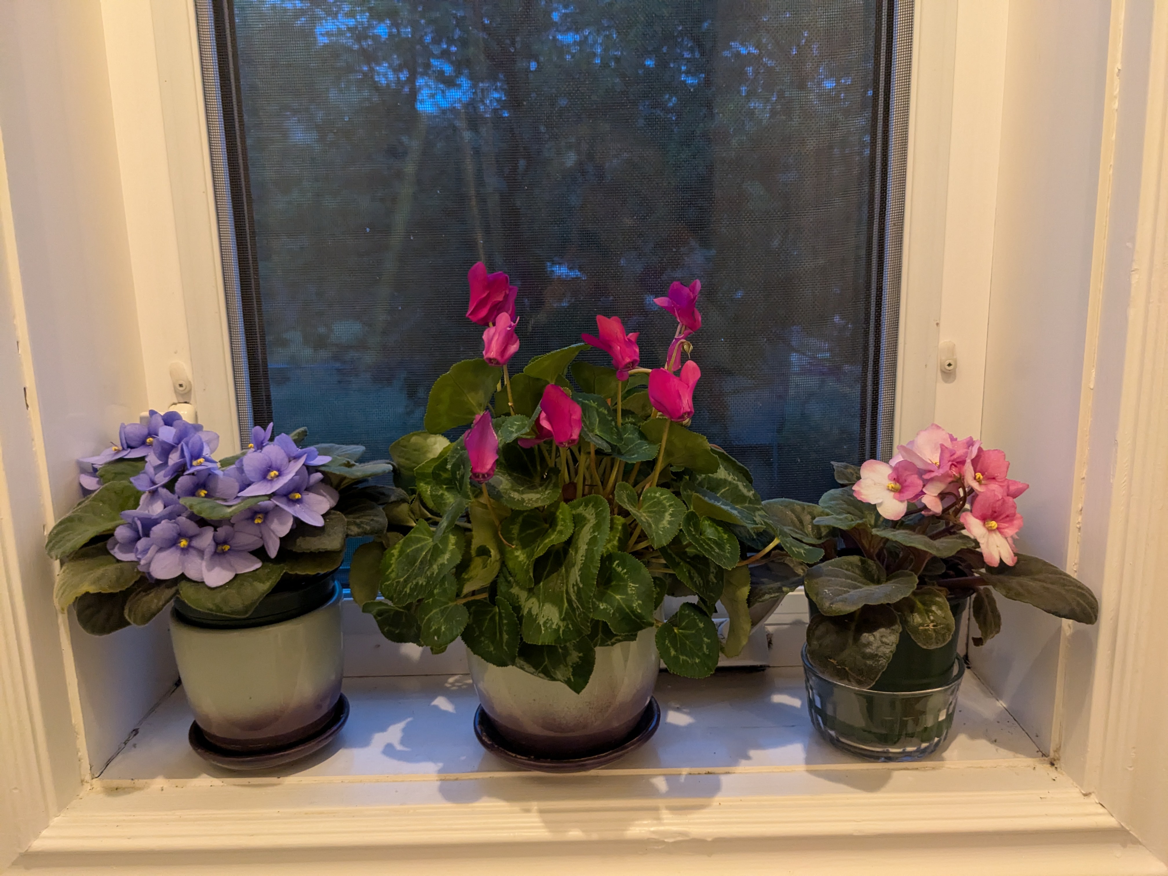 Cyclamen and Her African Friends: A Colorful Gathering