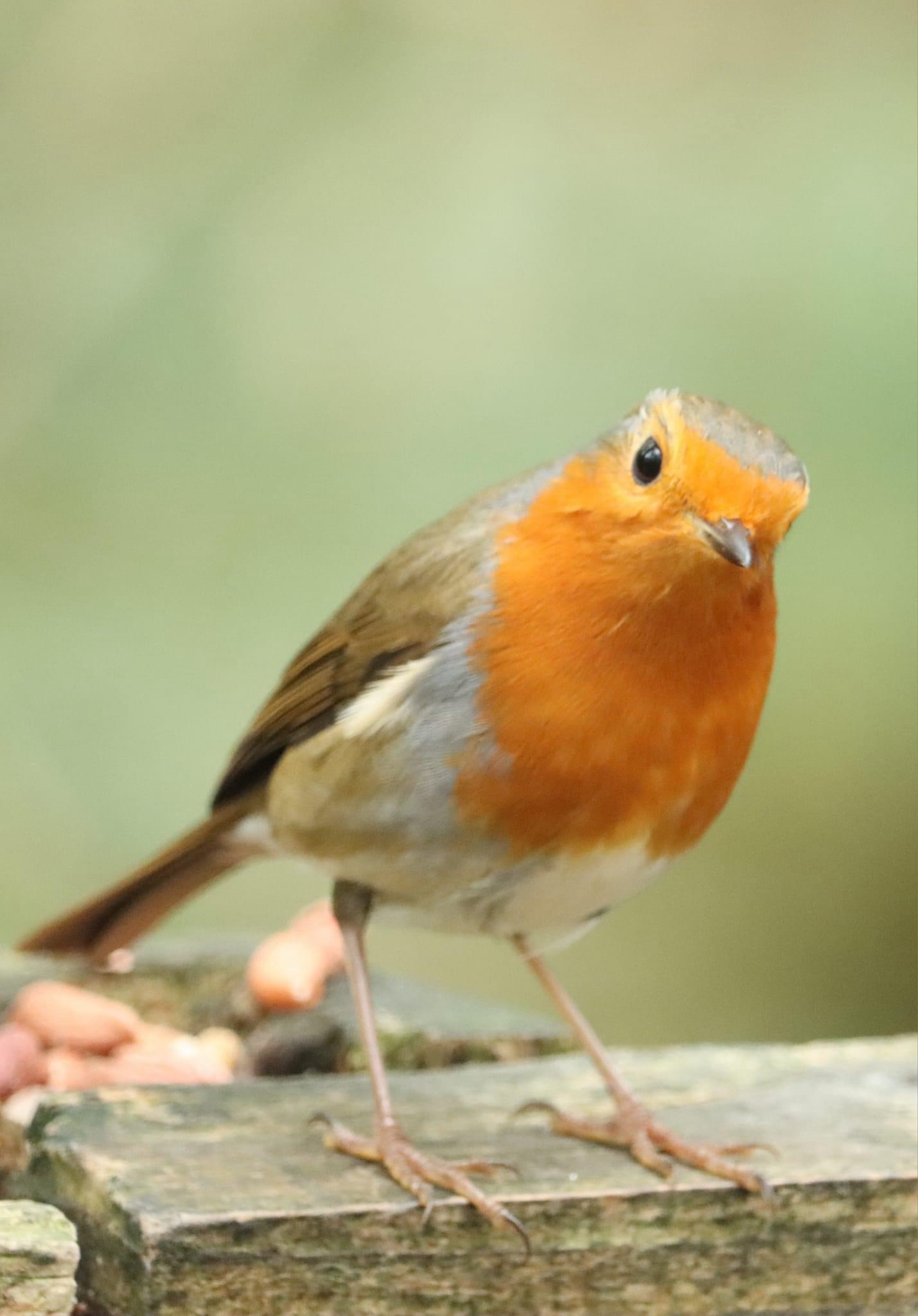 Meet Robin: The Enigmatic Avian Star
