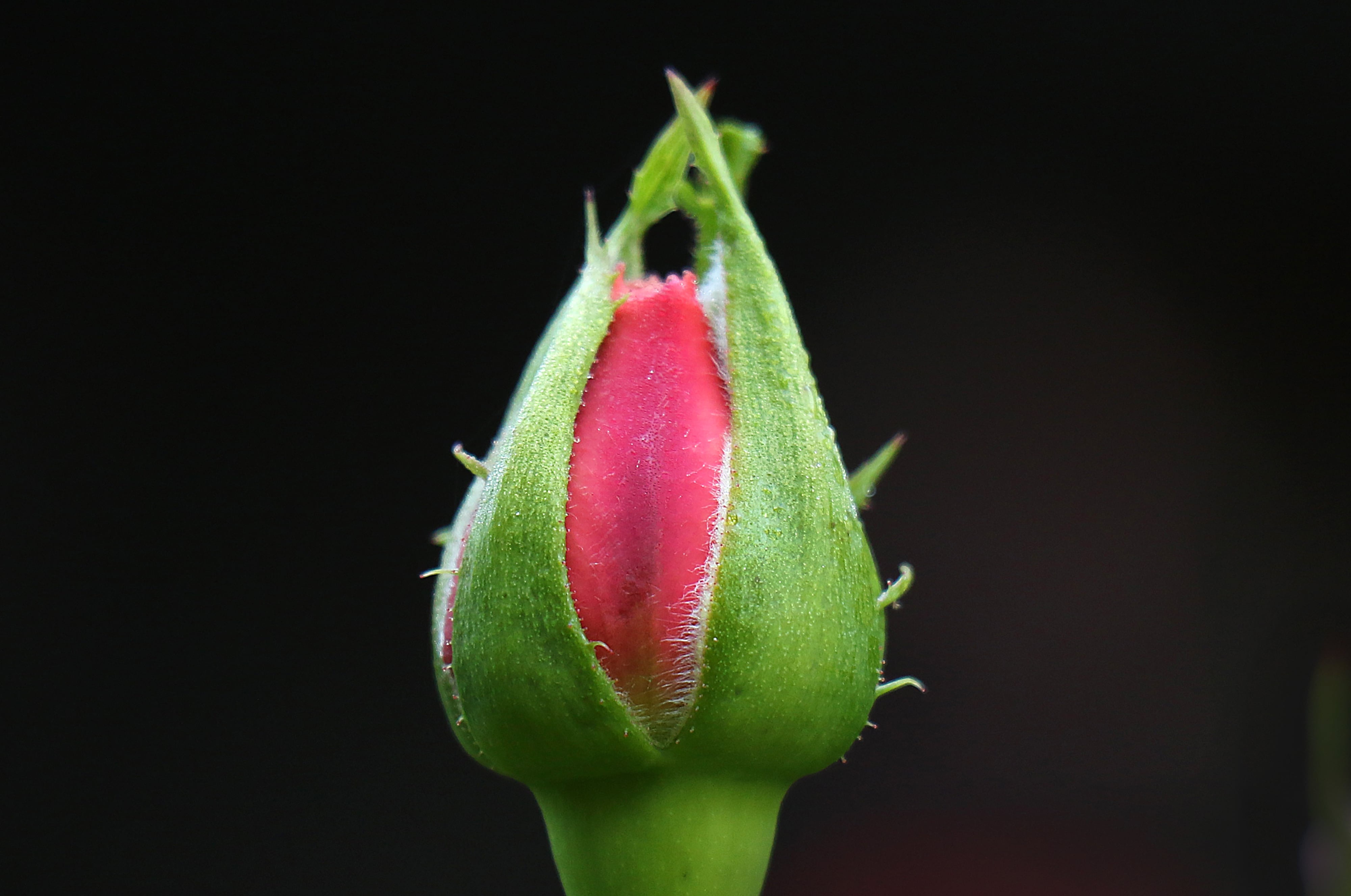 Nature's Masterpiece: Designed by the Earth