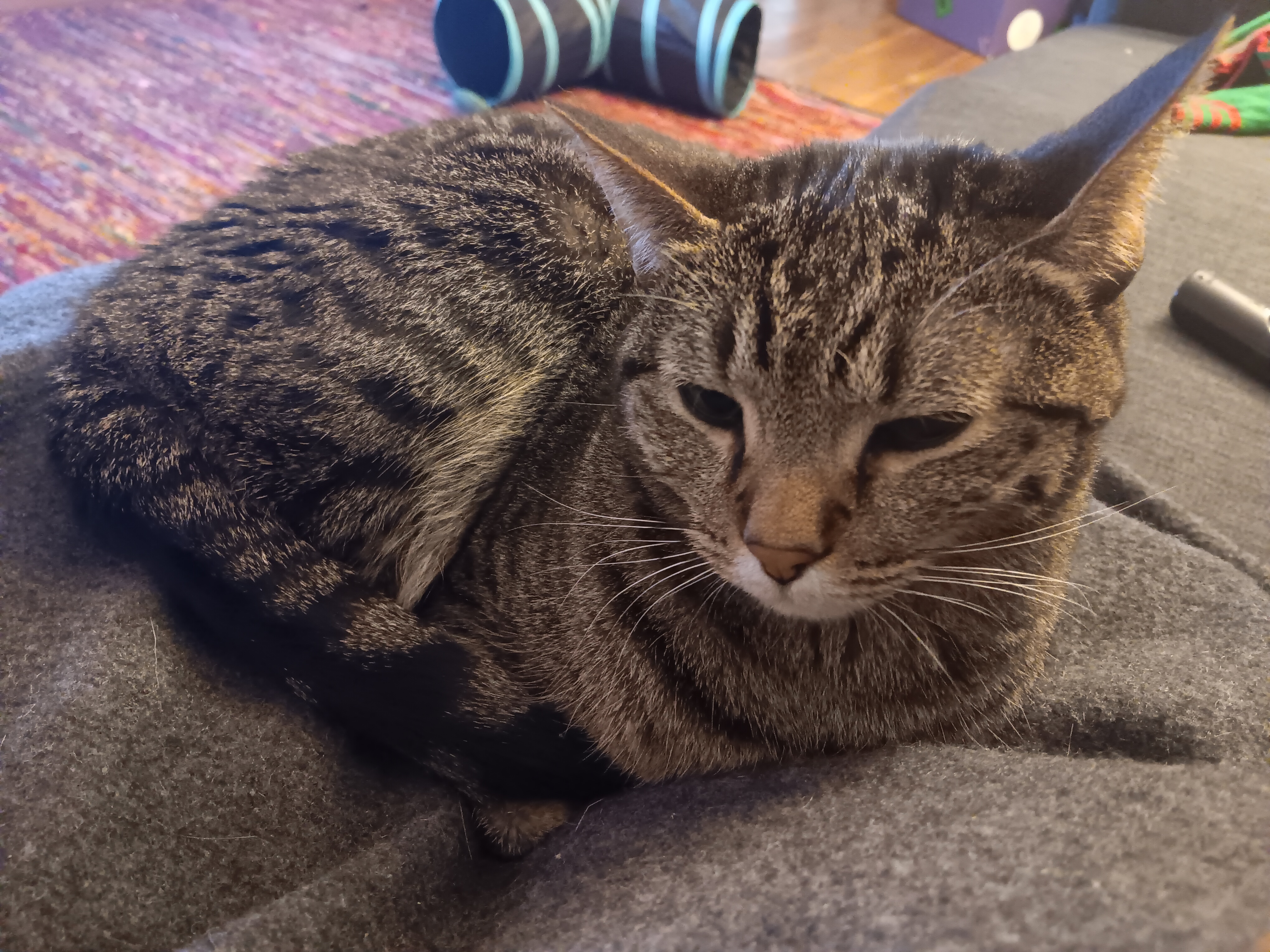 Feeling Sleepy? Here's Something Eepy!