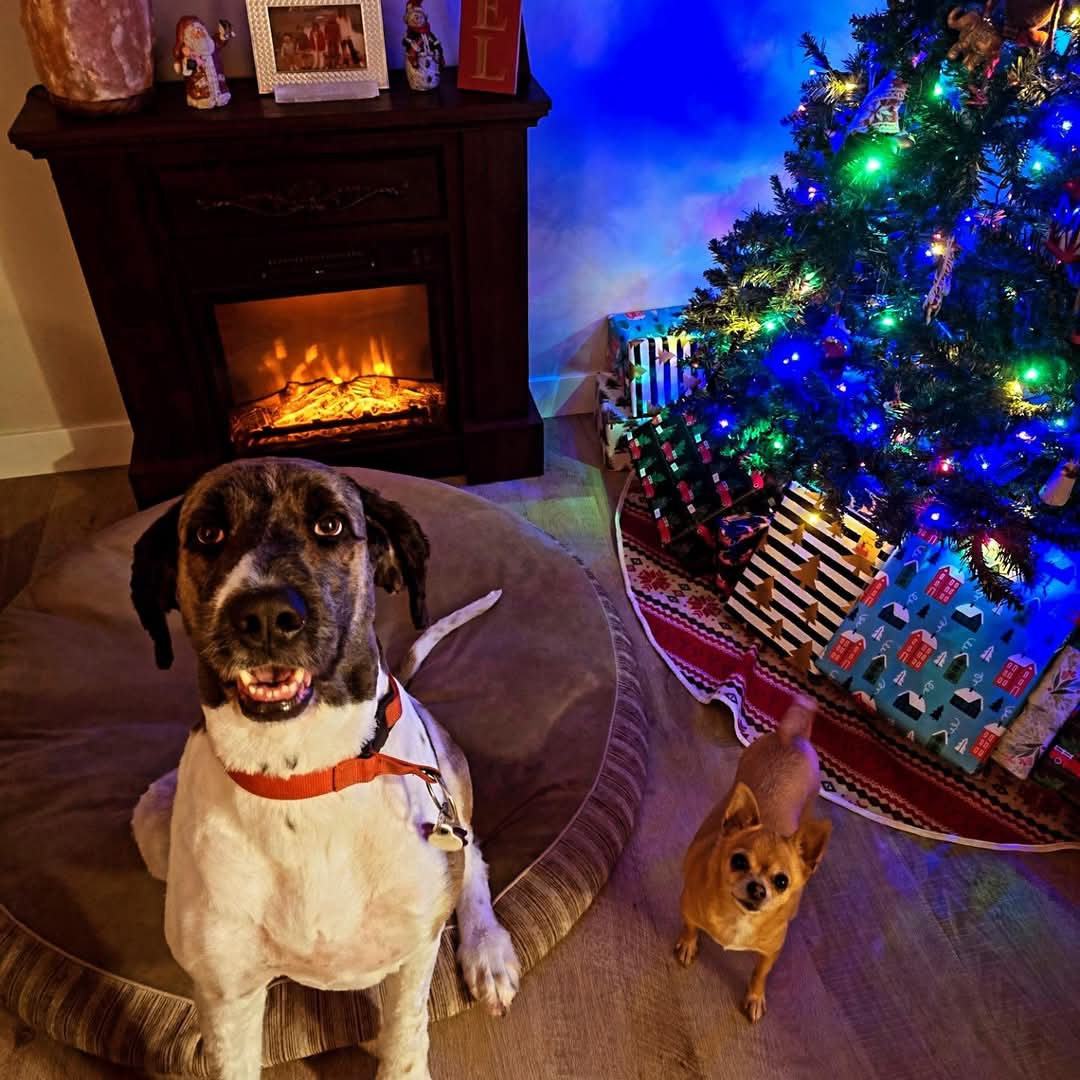 Wishing you a Merry Christmas filled with joy!
