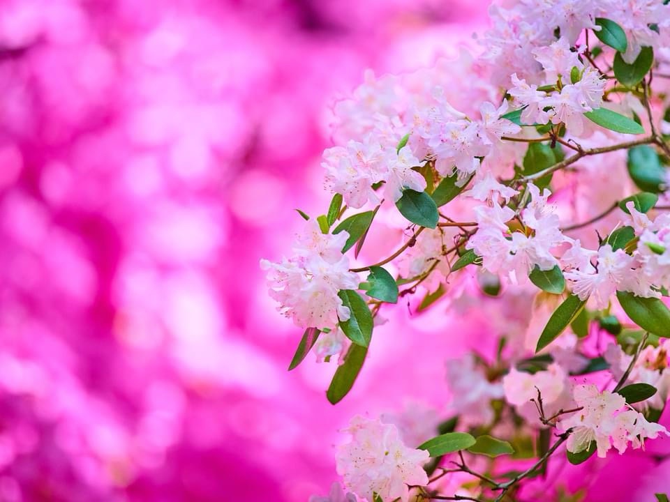 Looking Fabulous in Pink
