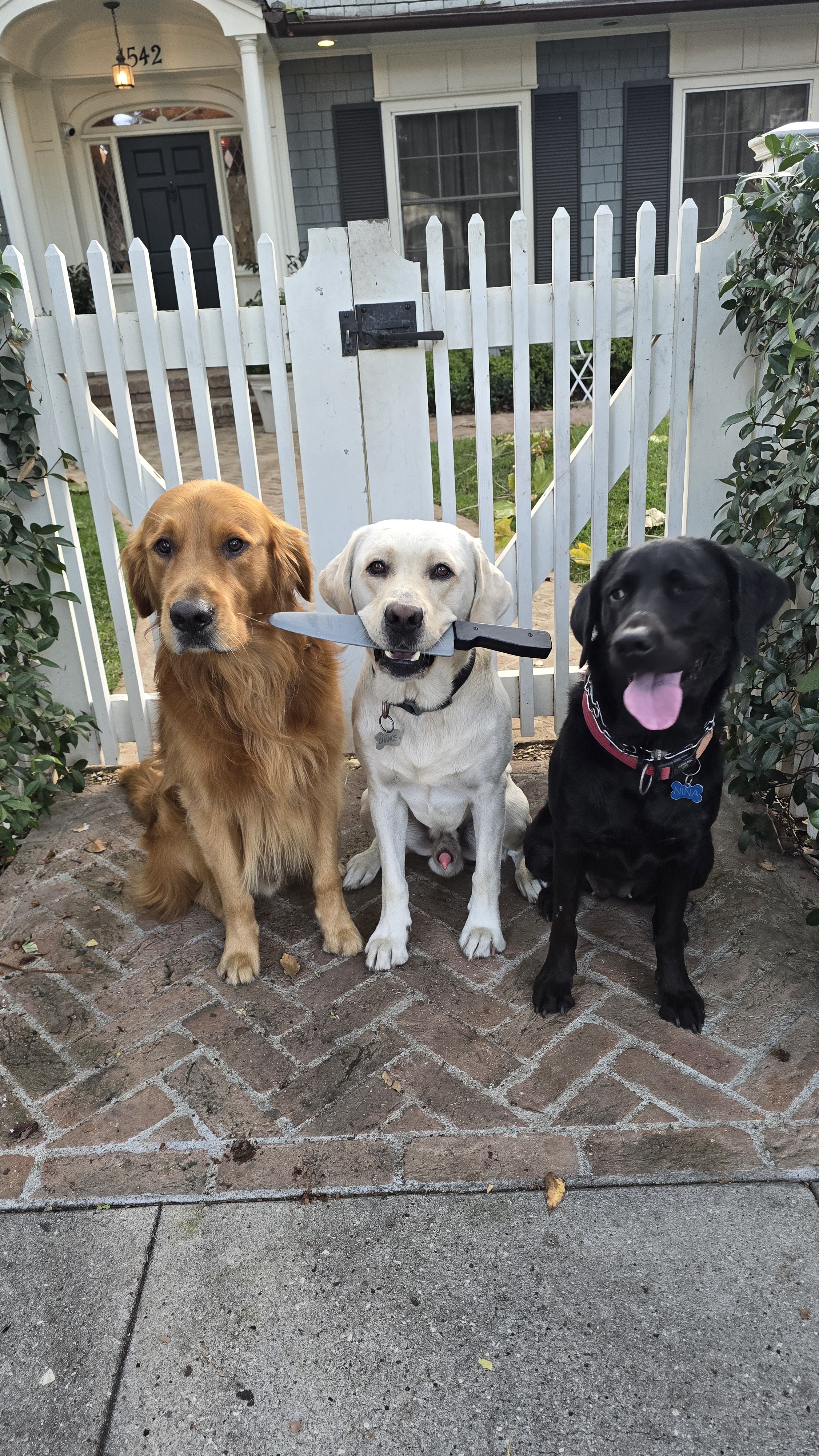 Meet Shadow, Chance, and the Wildly Unpredictable Nina!