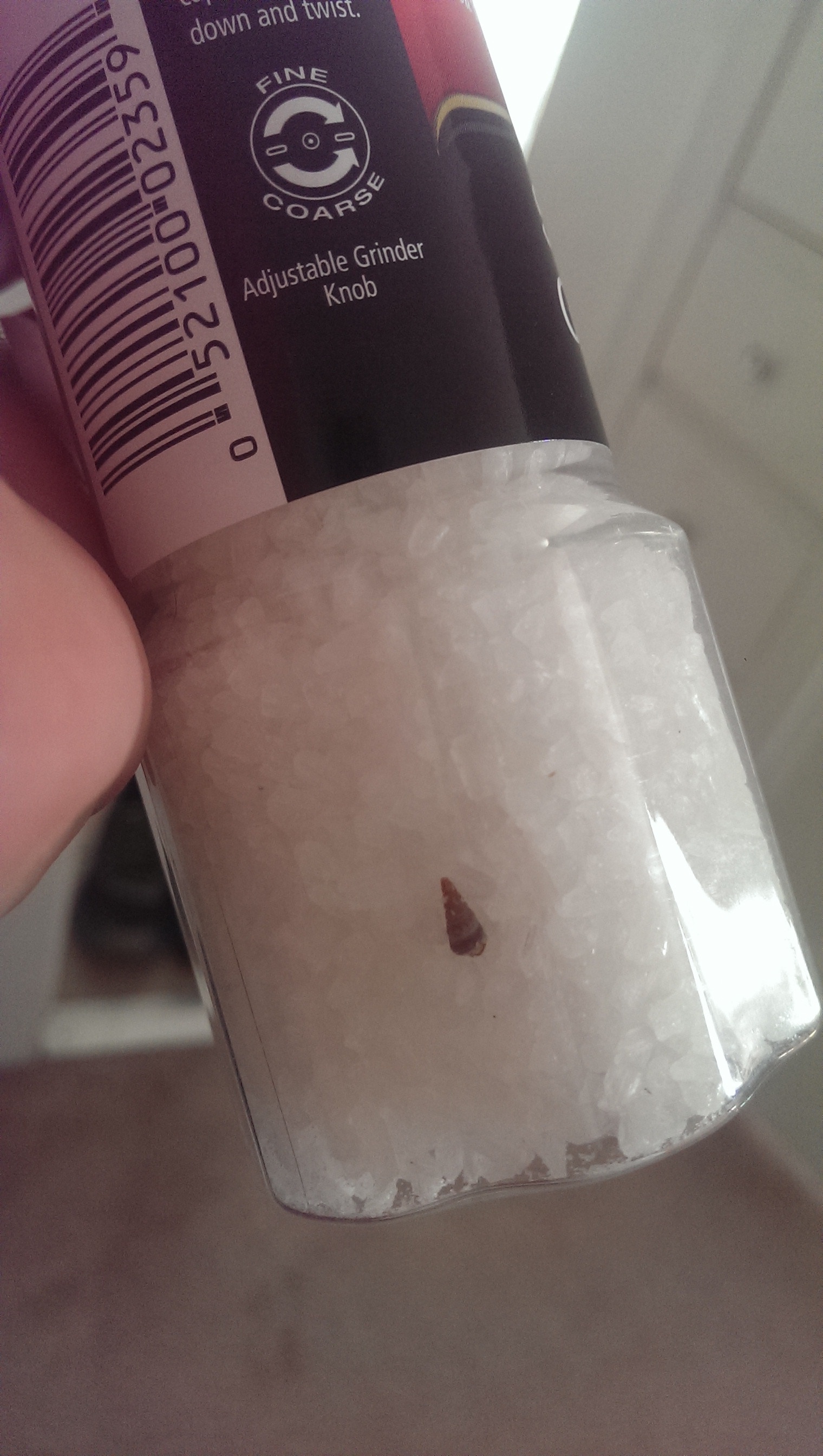 Surprise! I found a tiny shell in my sea salt!