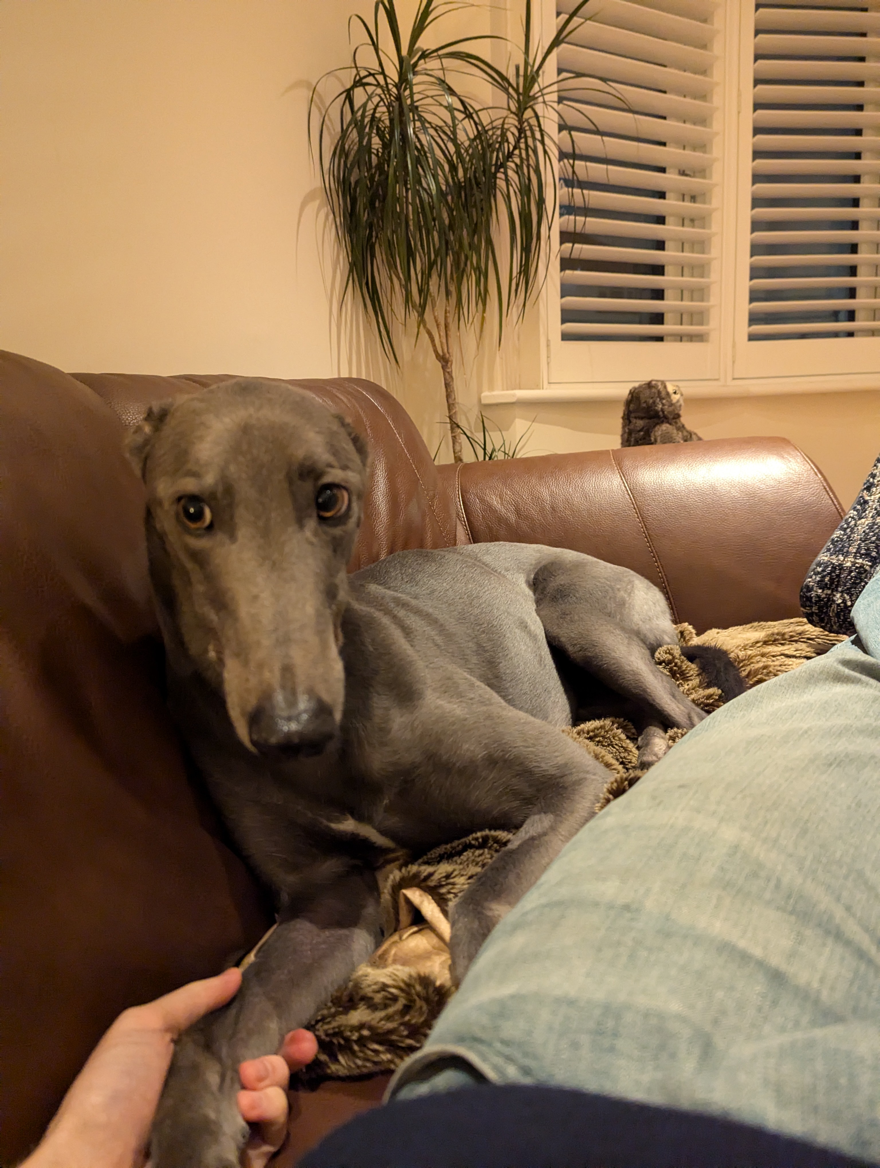 A Reluctant Agreement: Sharing the Sofa Saga