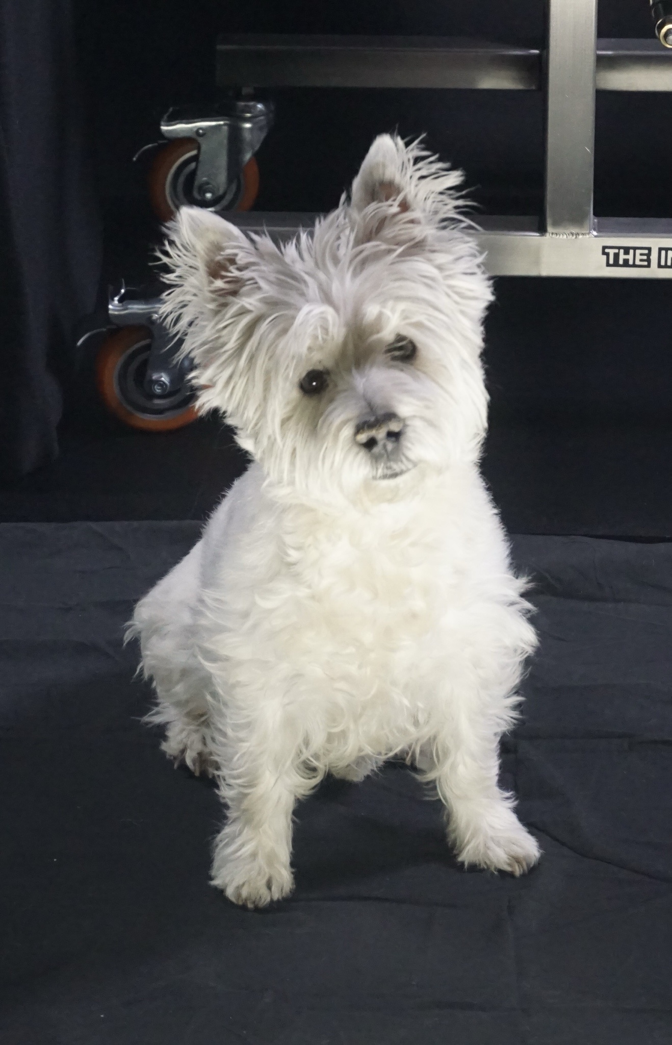 Lily Bella Steals the Spotlight During a Product Shoot – Adorable!
