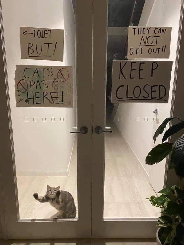 Caution: Do Not Open the Cat Inside