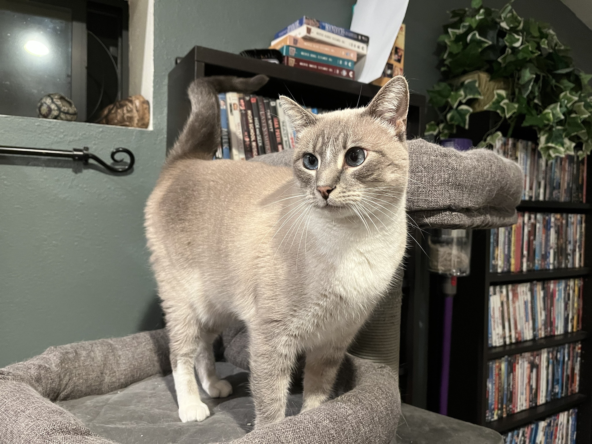 Daily Dose of My Cat Ivy - Day 340