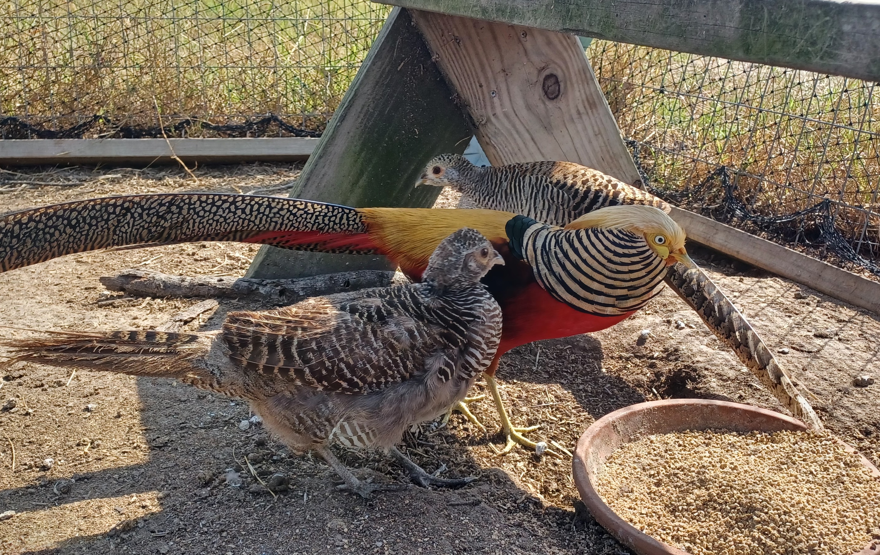 Enjoying a beautiful fall day with some of my adorable animals.