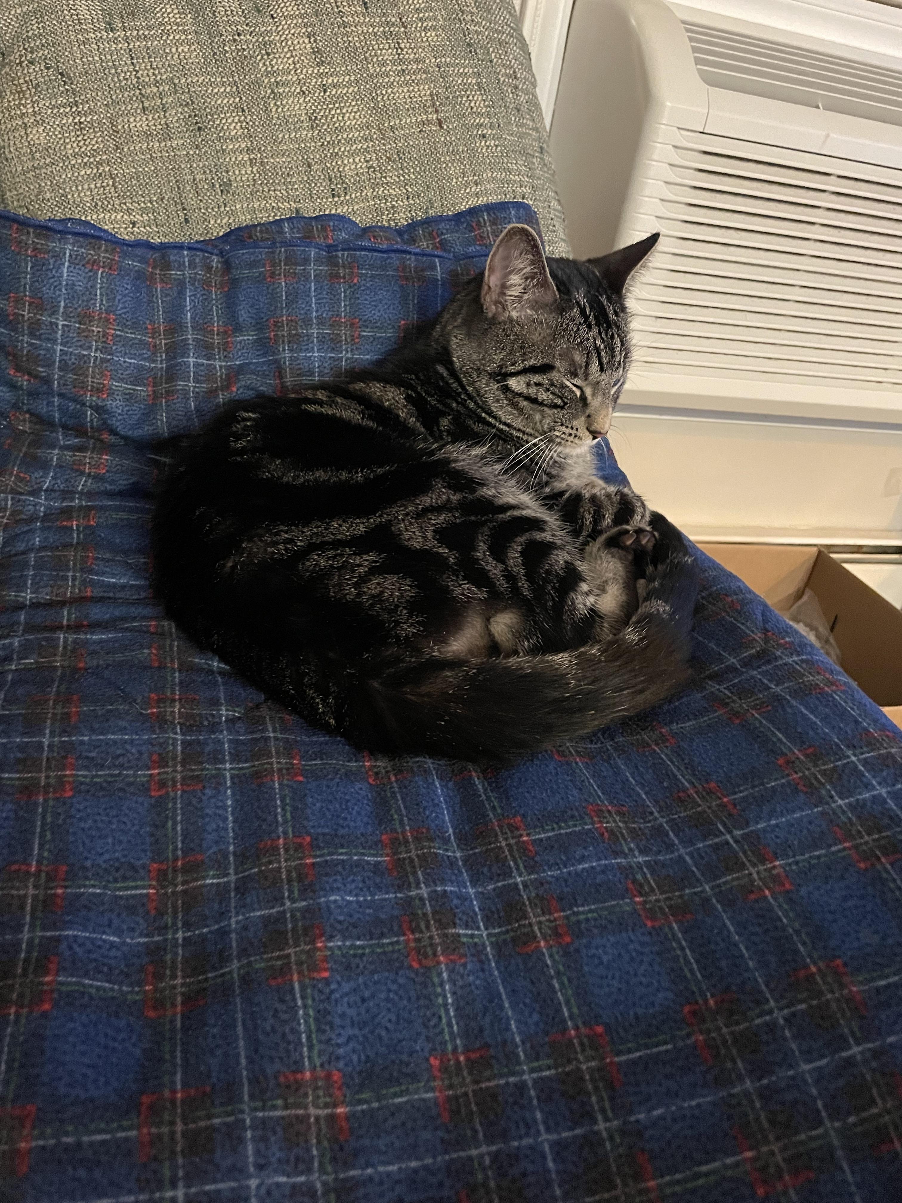 Help! My New Pet George Vanished from My Apartment in Just Two Hours!