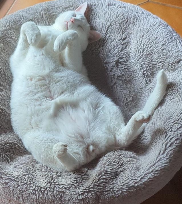 Keeping Cool: Hairball Management on a Sweltering Day