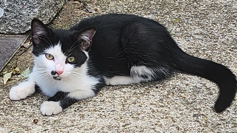Meet Wally the Cat: The Feline Star