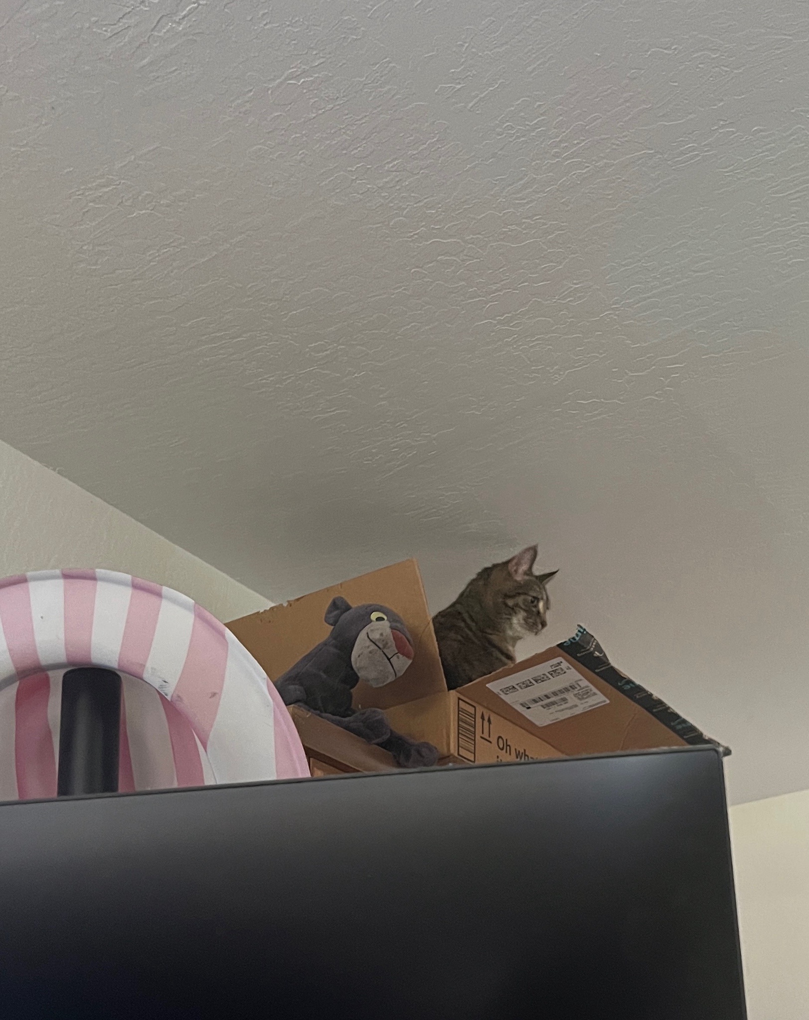 A Daily Dose of Cat Cuteness to Brighten Your Day
