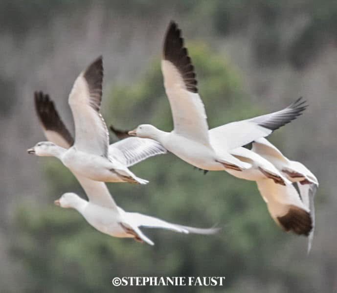 A mesmerizing flock of Snow Geese in flight