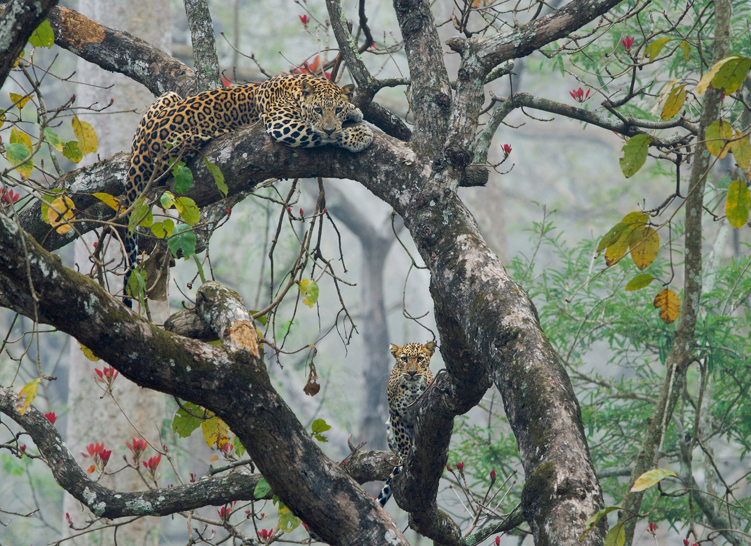 Exploring the Wonders of Nagarahole Tiger Reserve
