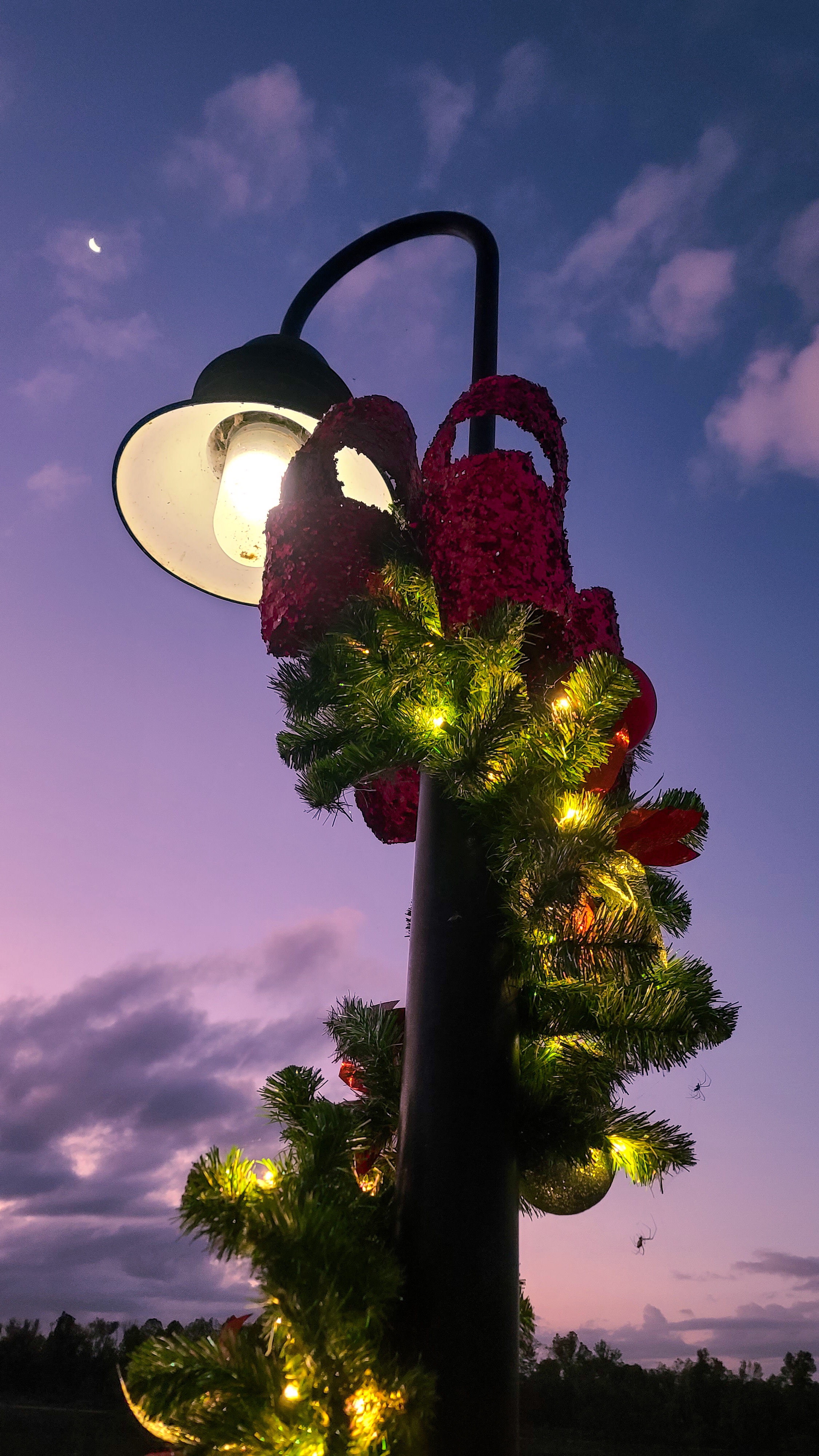 Spiders are getting into the Christmas spirit!