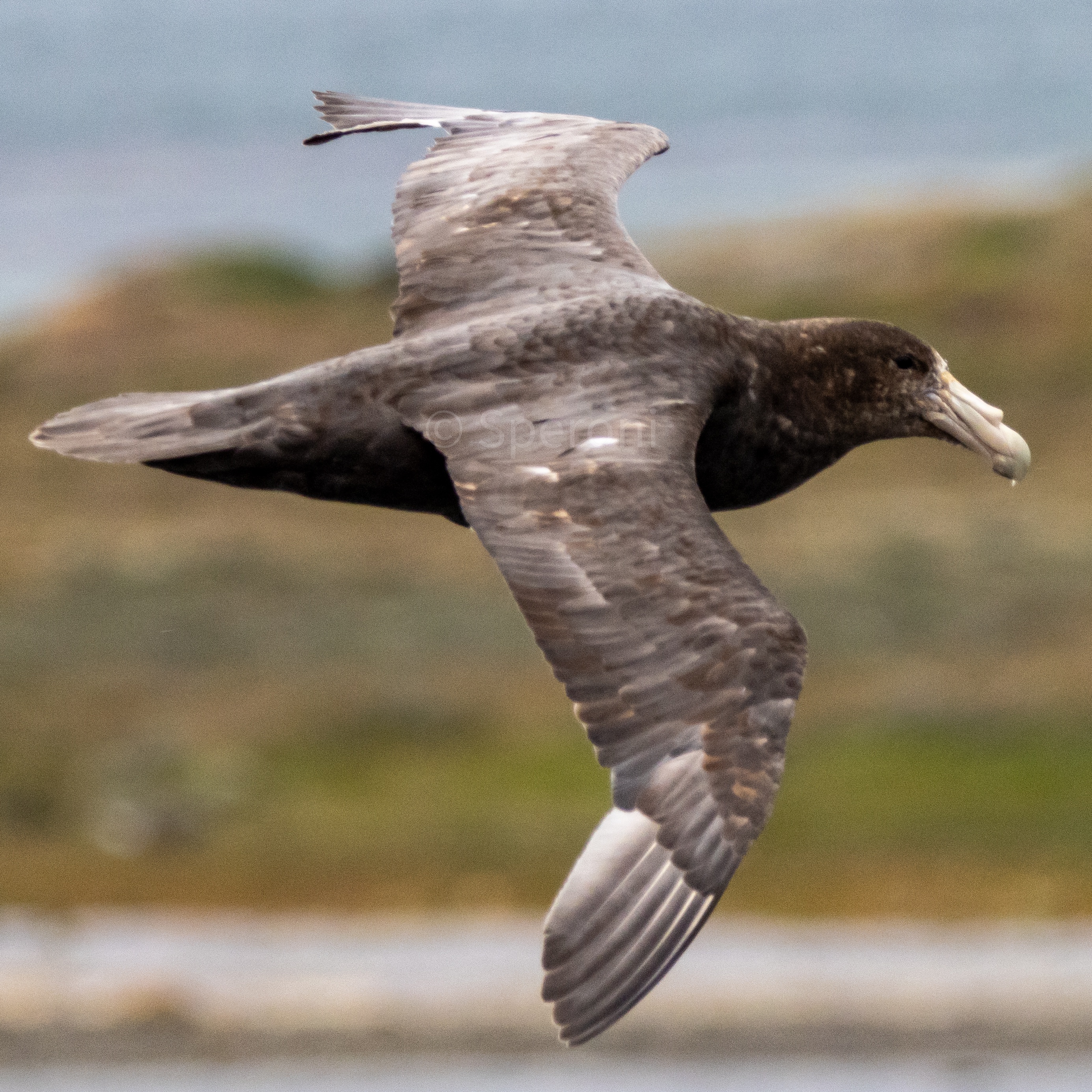 Check out this incredible Southern Giant Petrel!