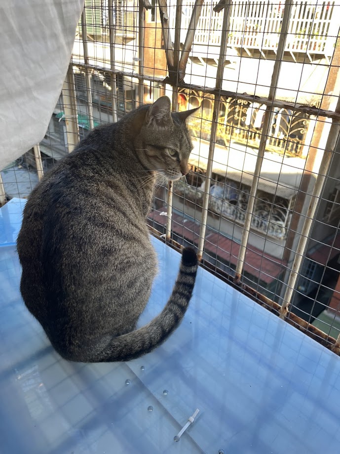 More Cute Cat Antics