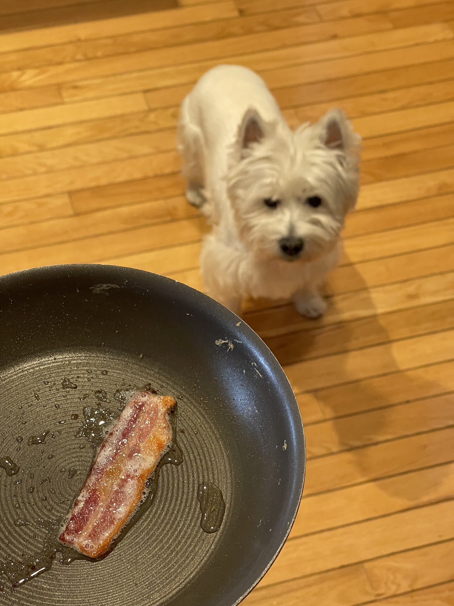 Bacon Buddies: A Friendship That Lasts Forever