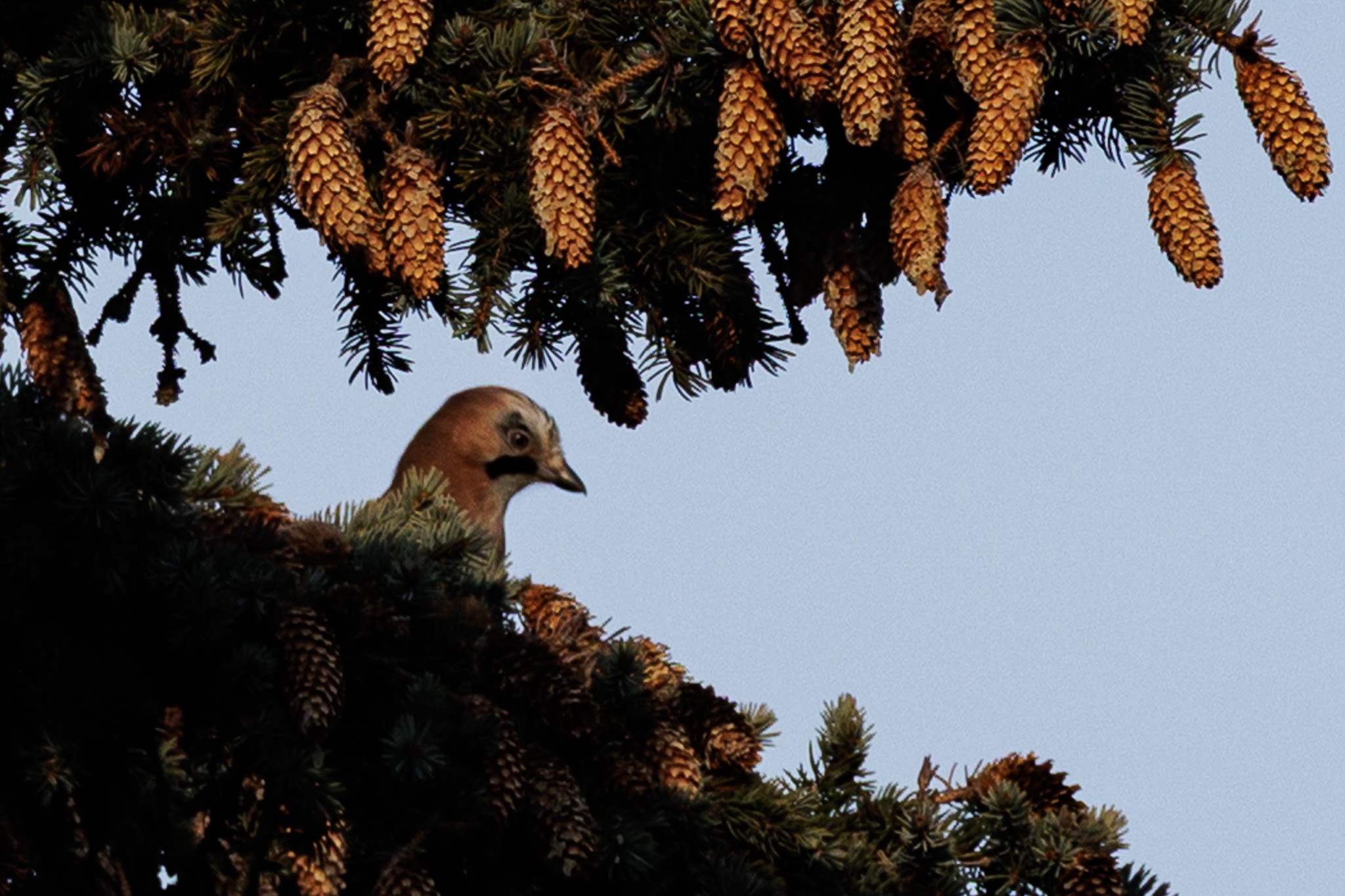 Nature Moment #87: The Curious Peeping Jay