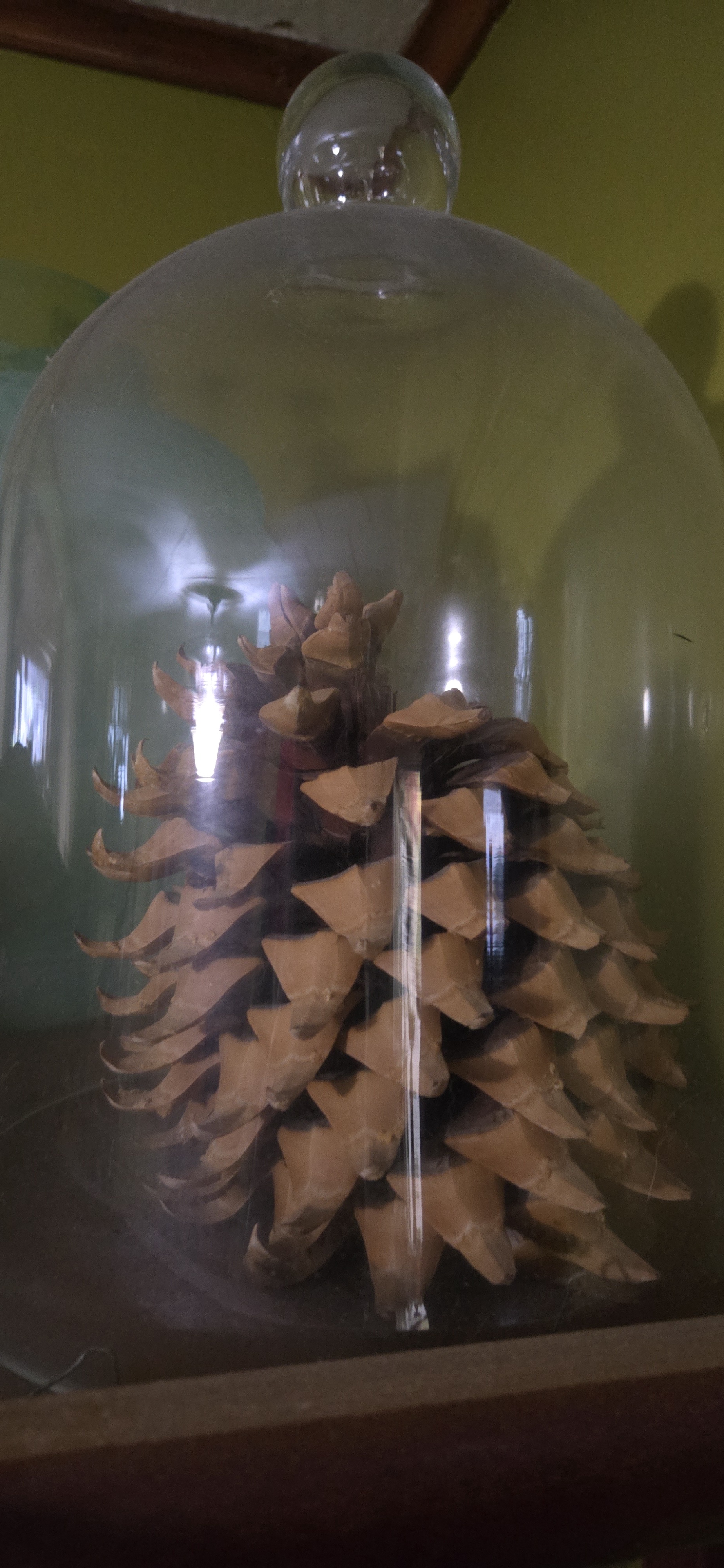 A Majestic Pine Cone Encased in a Dusty Bell Jar