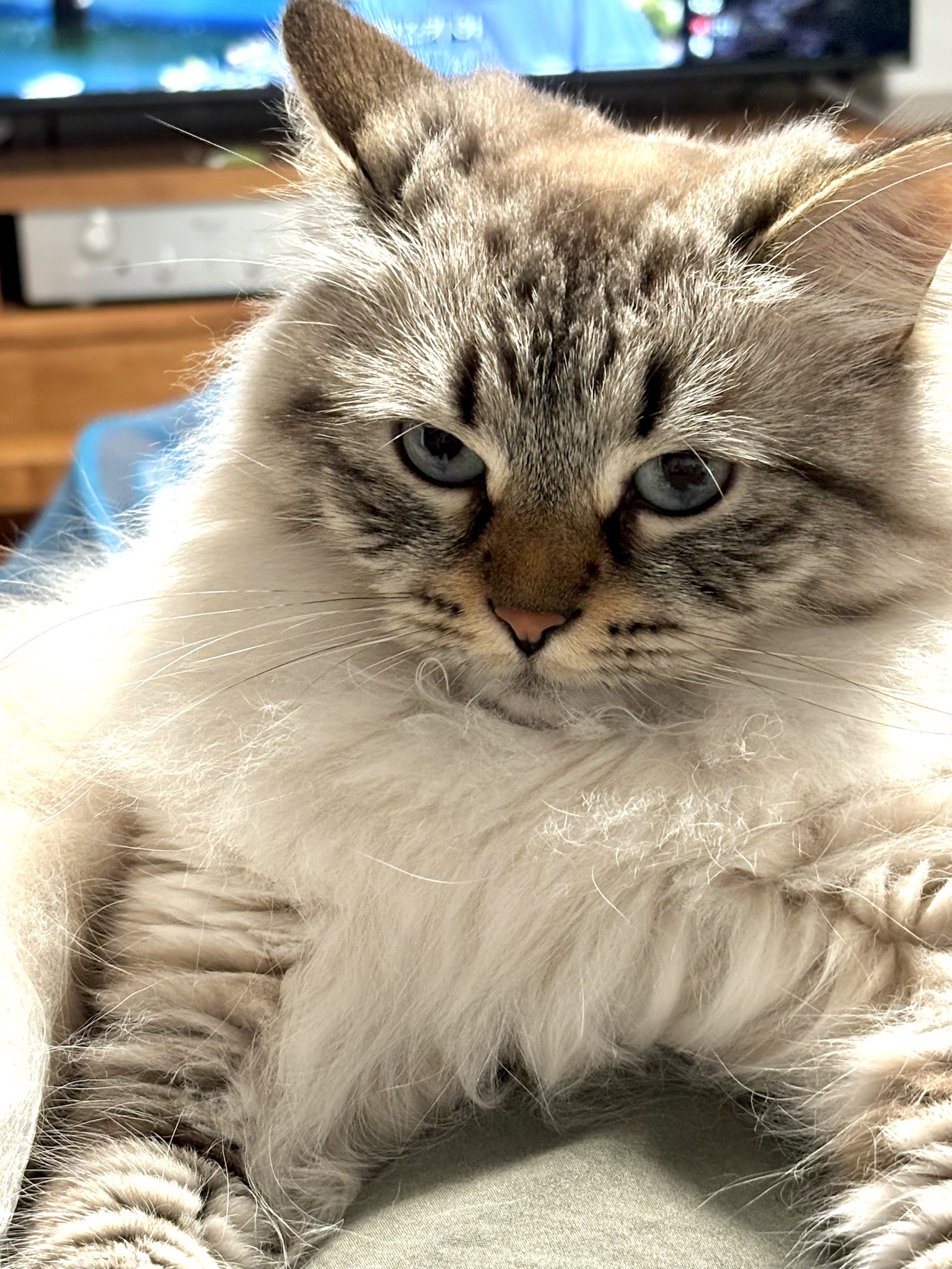 Cats of the internet, unite!