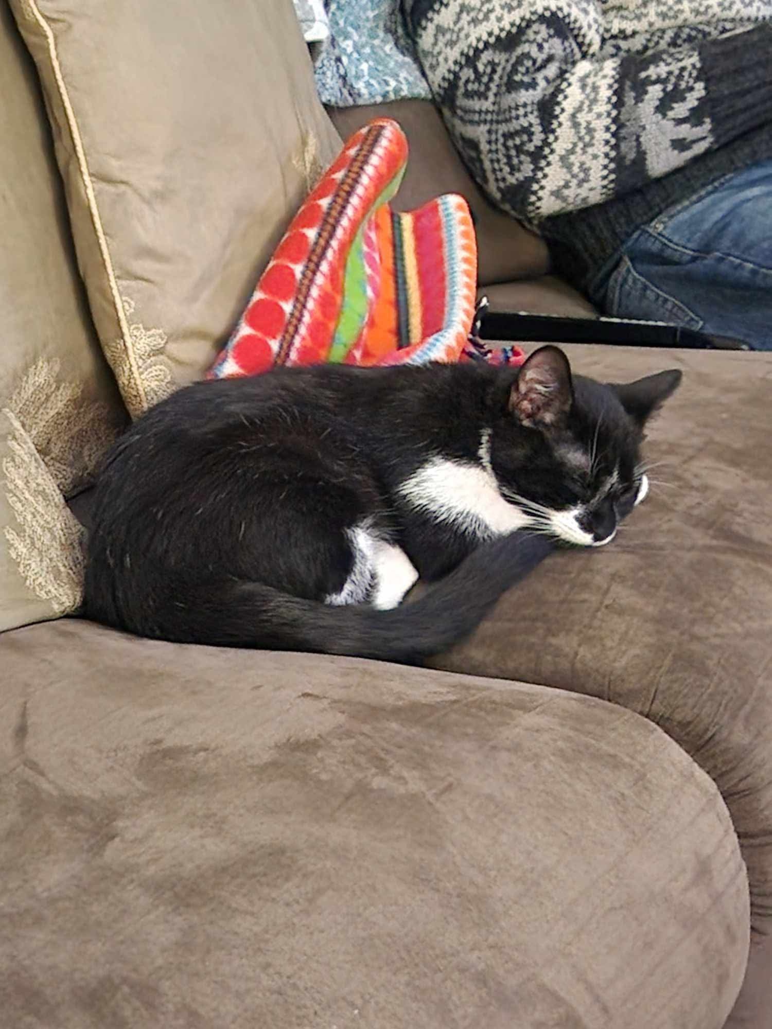 Exciting Updates on Skunk and Bandit!
