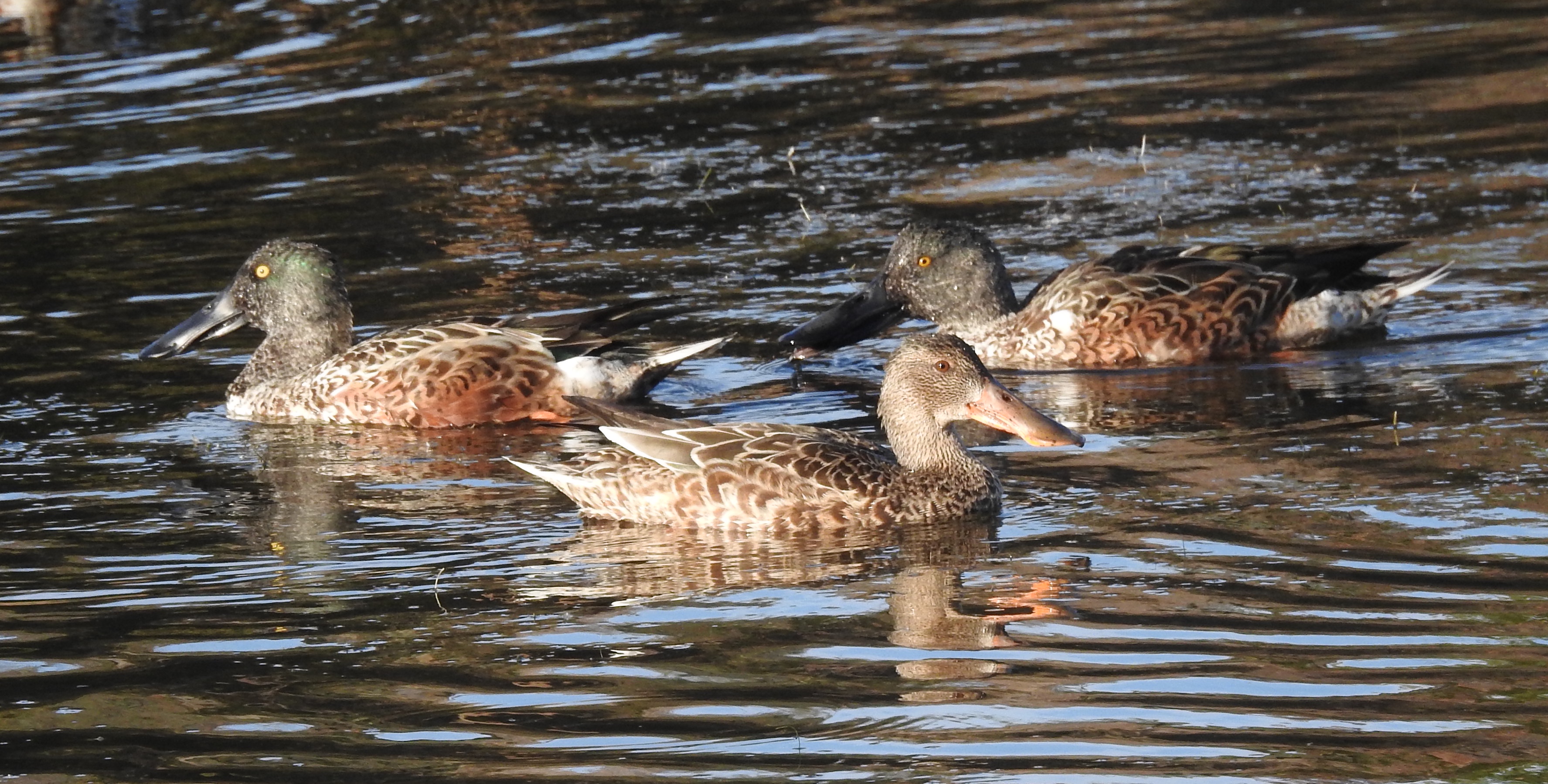 Birdwatching in Cape May, NJ: A Day of Amazing Sightings!