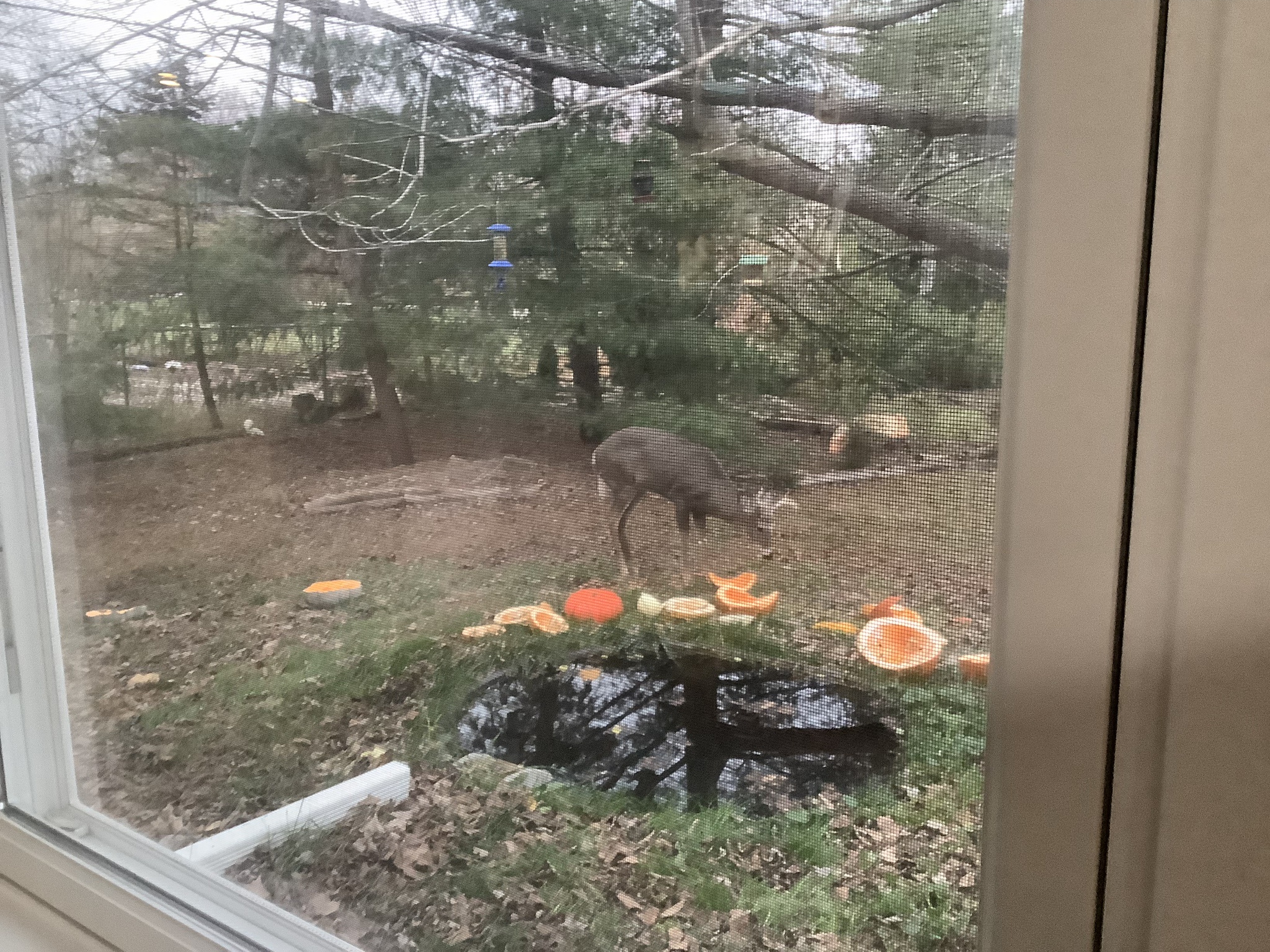 Buck Enjoying His Pumpkin, Photobombed by Whitey the Albino Squirrel: November 27, 2024